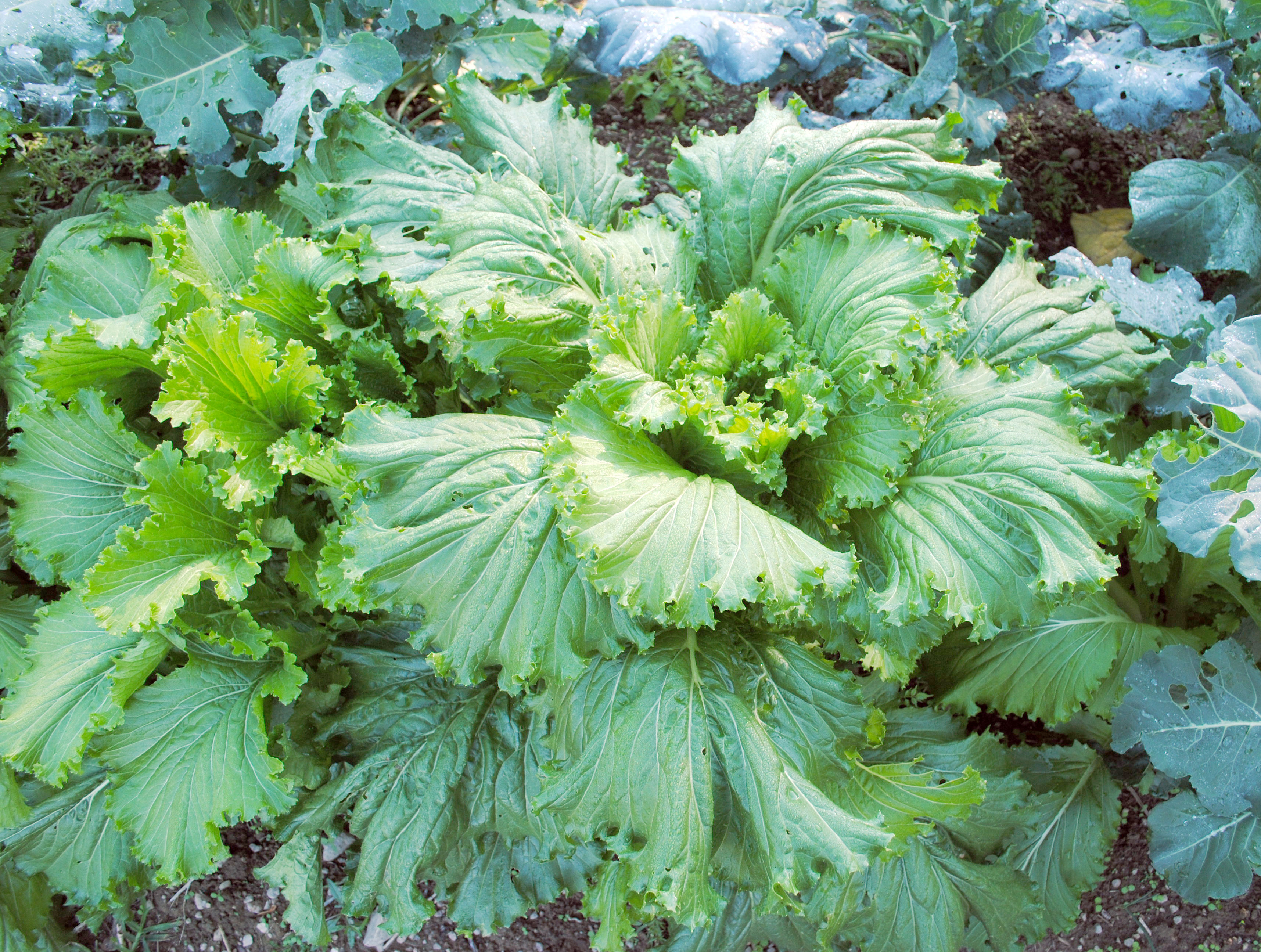 Michihili Chinese Cabbage, 2 g Southern Exposure Seed