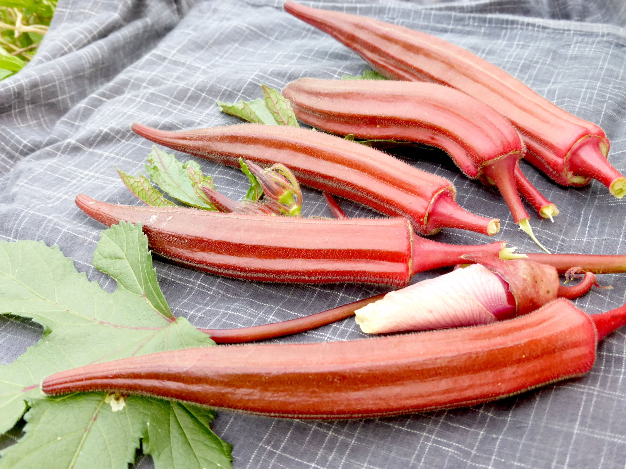 thumbnail image 2 of Mother Nature's Seeds – Okra 'Jing Orange' 50 Seeds – Red/Orange Pods, Non-GMO, Asian Variety 2 of 6