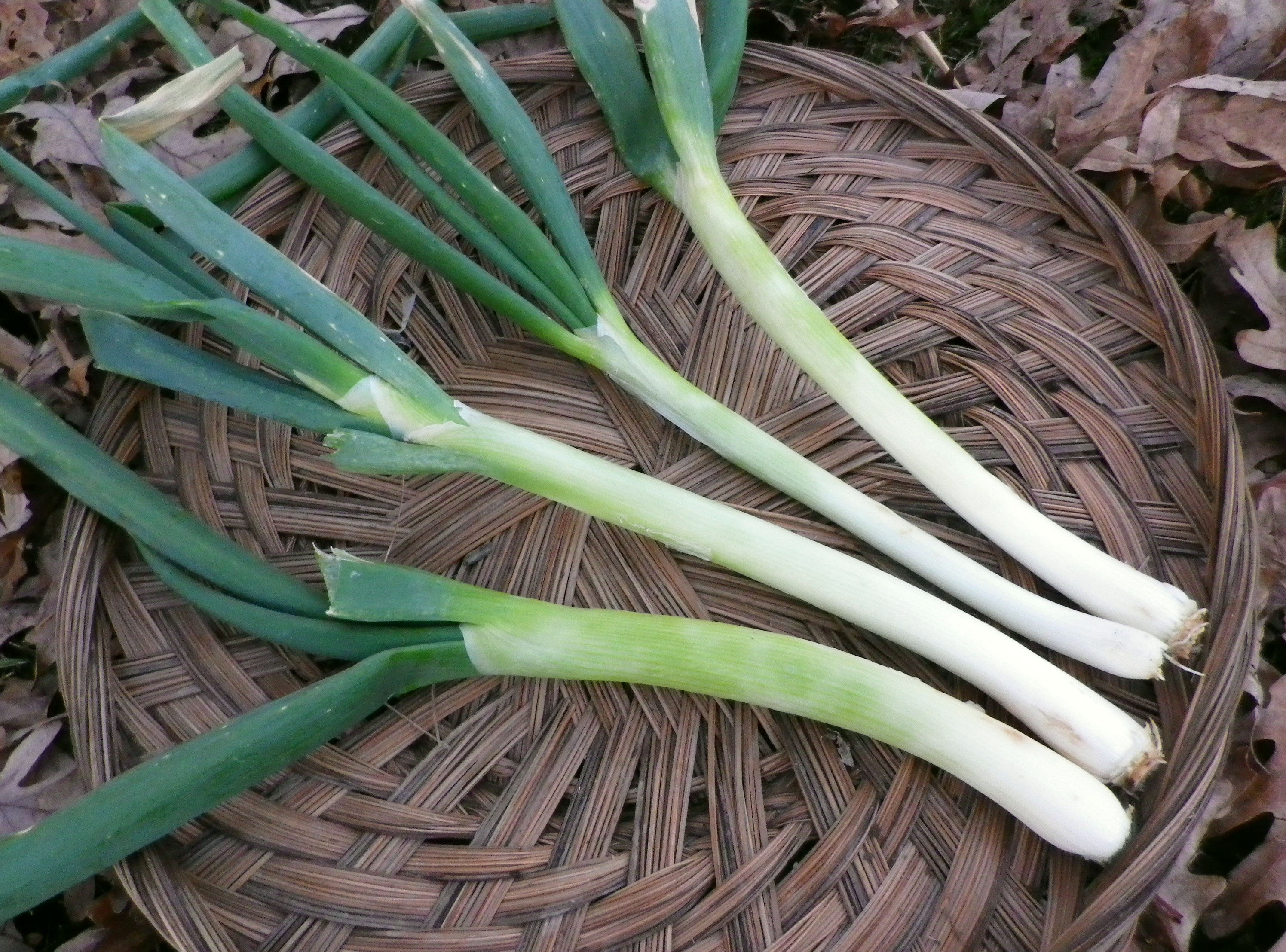 Evergreen Hardy White Bunching Onion, 1 g Southern Exposure Seed