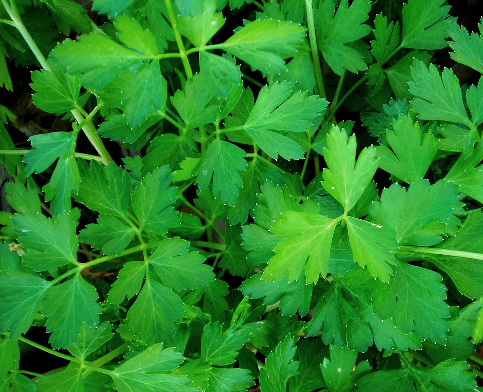 Dark Green Italian (Plain Leaf) Parsley, 2 g : Southern Exposure Seed Exchange, Saving the Past 