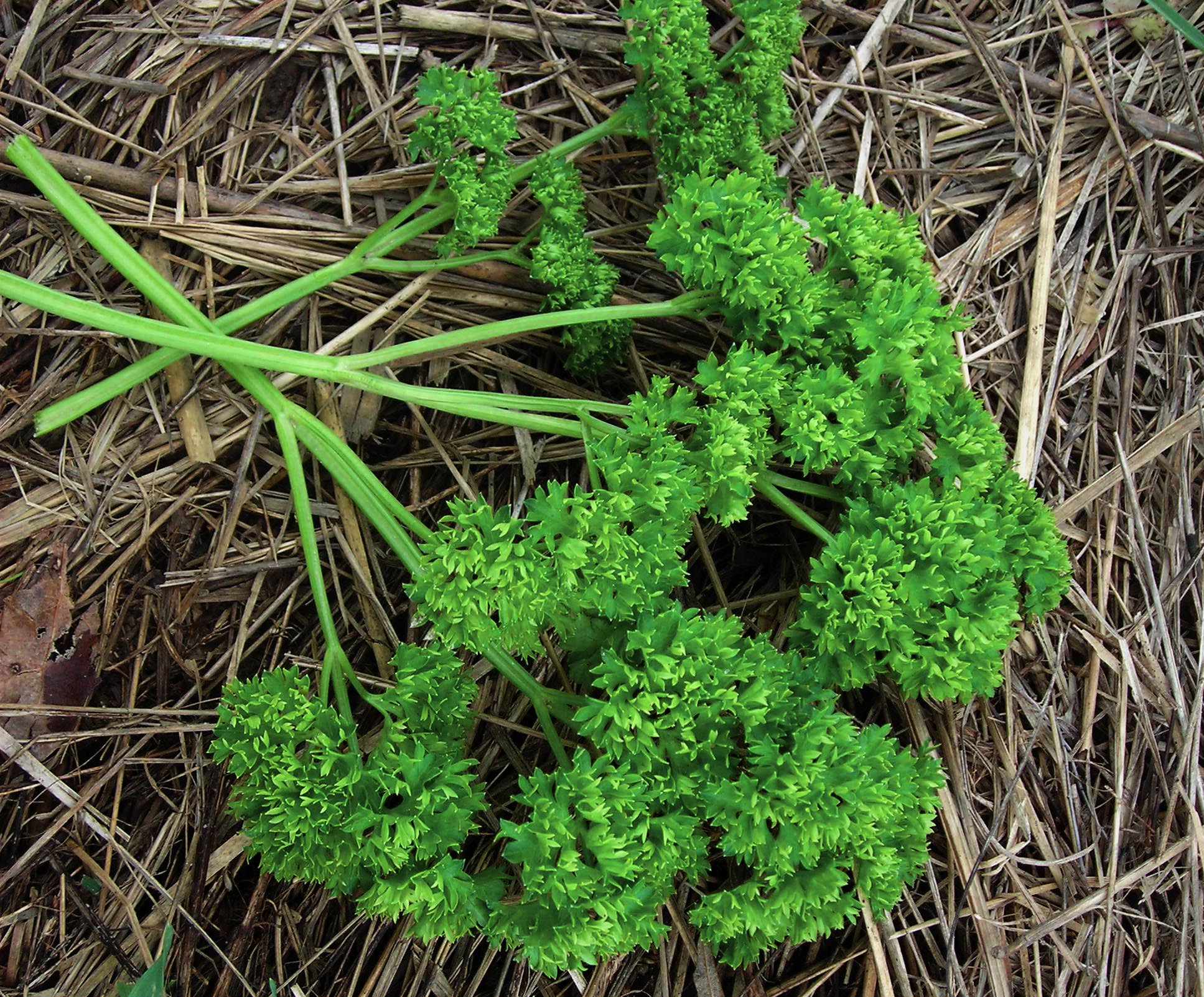 Moss Curled Parsley, 2 g Southern Exposure Seed Exchange, Saving the