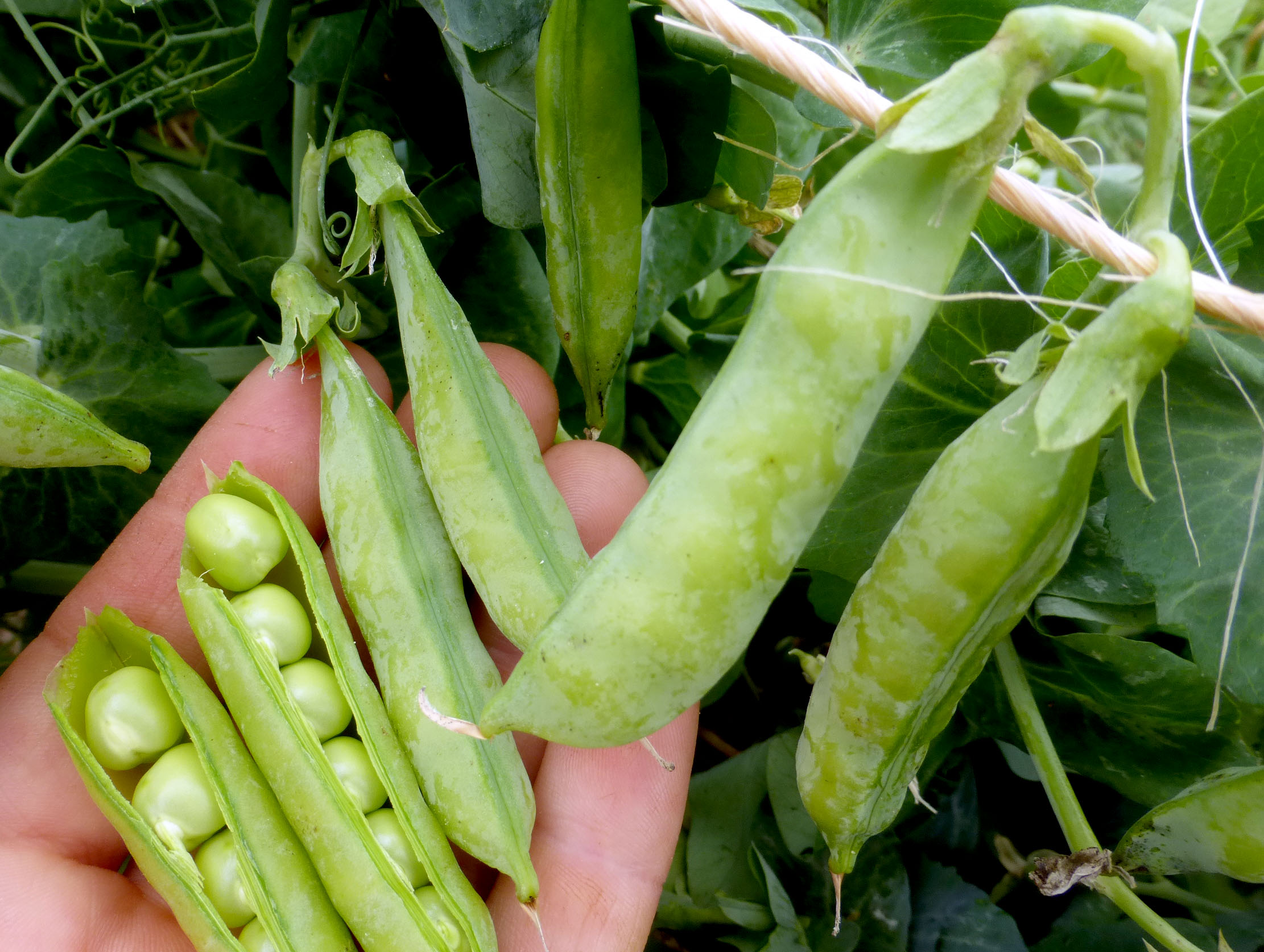 Little Marvel Dwarf Shelling (English) Pea, bulk size 1/4 lb