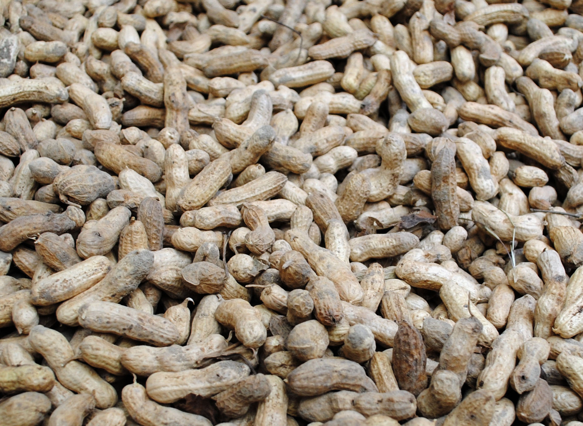 Carwile's Virginia Peanut 28 g Southern Exposure Seed Exchange
