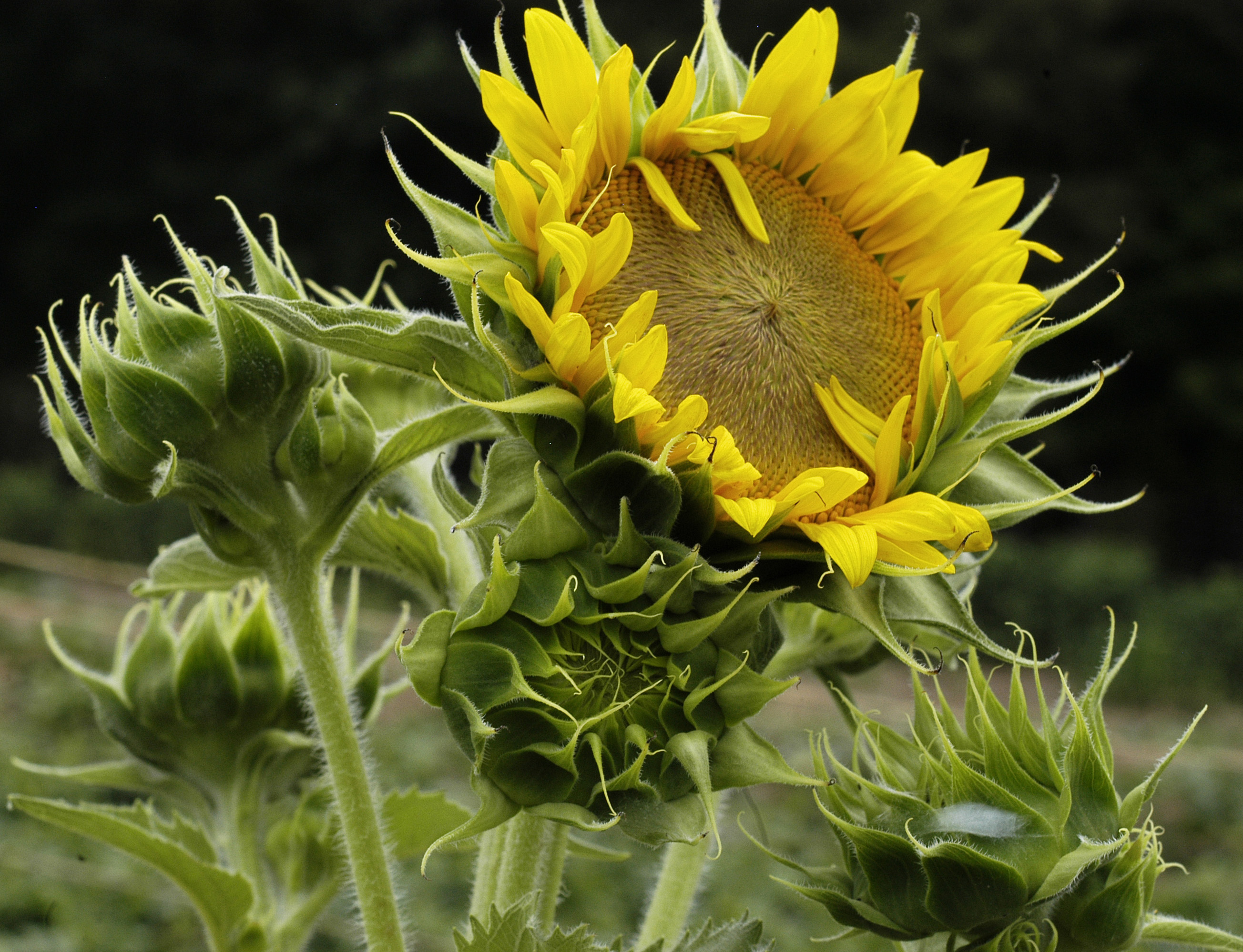 Peredovik (oil seed) Sunflower, 4 g Southern Exposure