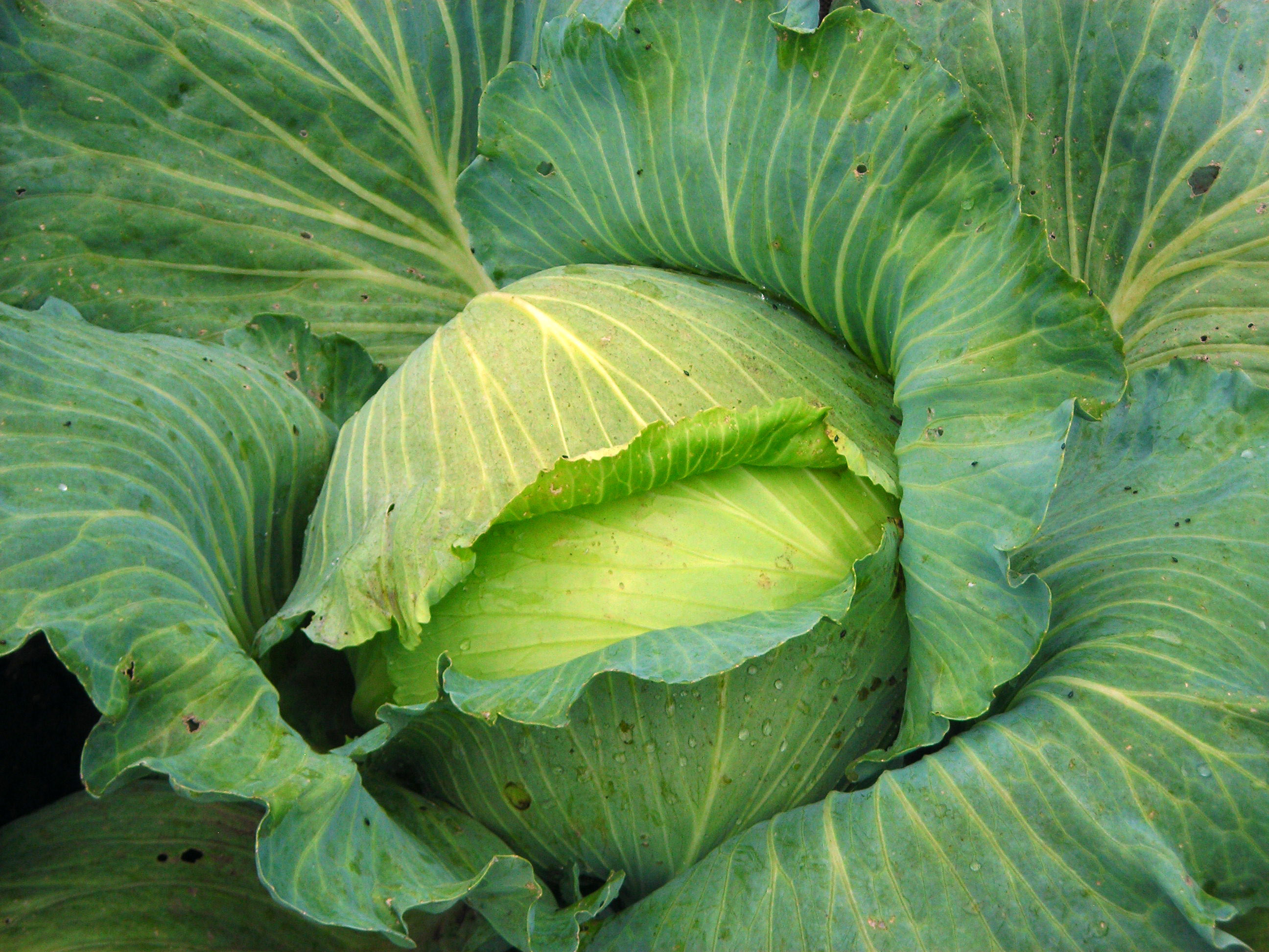 Premium Late Flat Dutch Cabbage, 2 g : Southern Exposure Seed Exchange, Saving the Past for the 