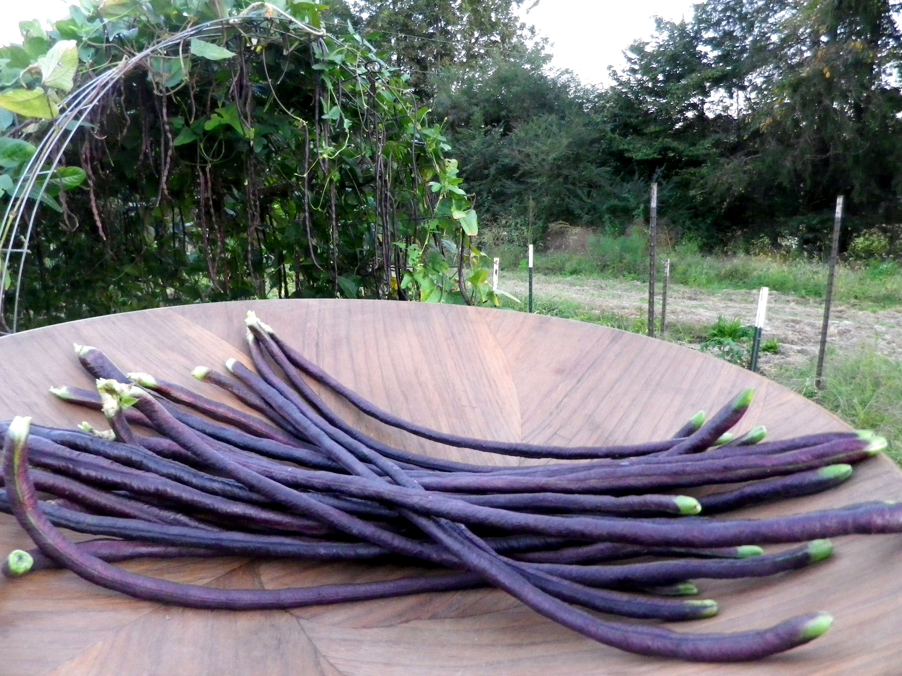 PurplePodded Asparagus (Yardlong) Bean, 7g Southern Exposure Seed