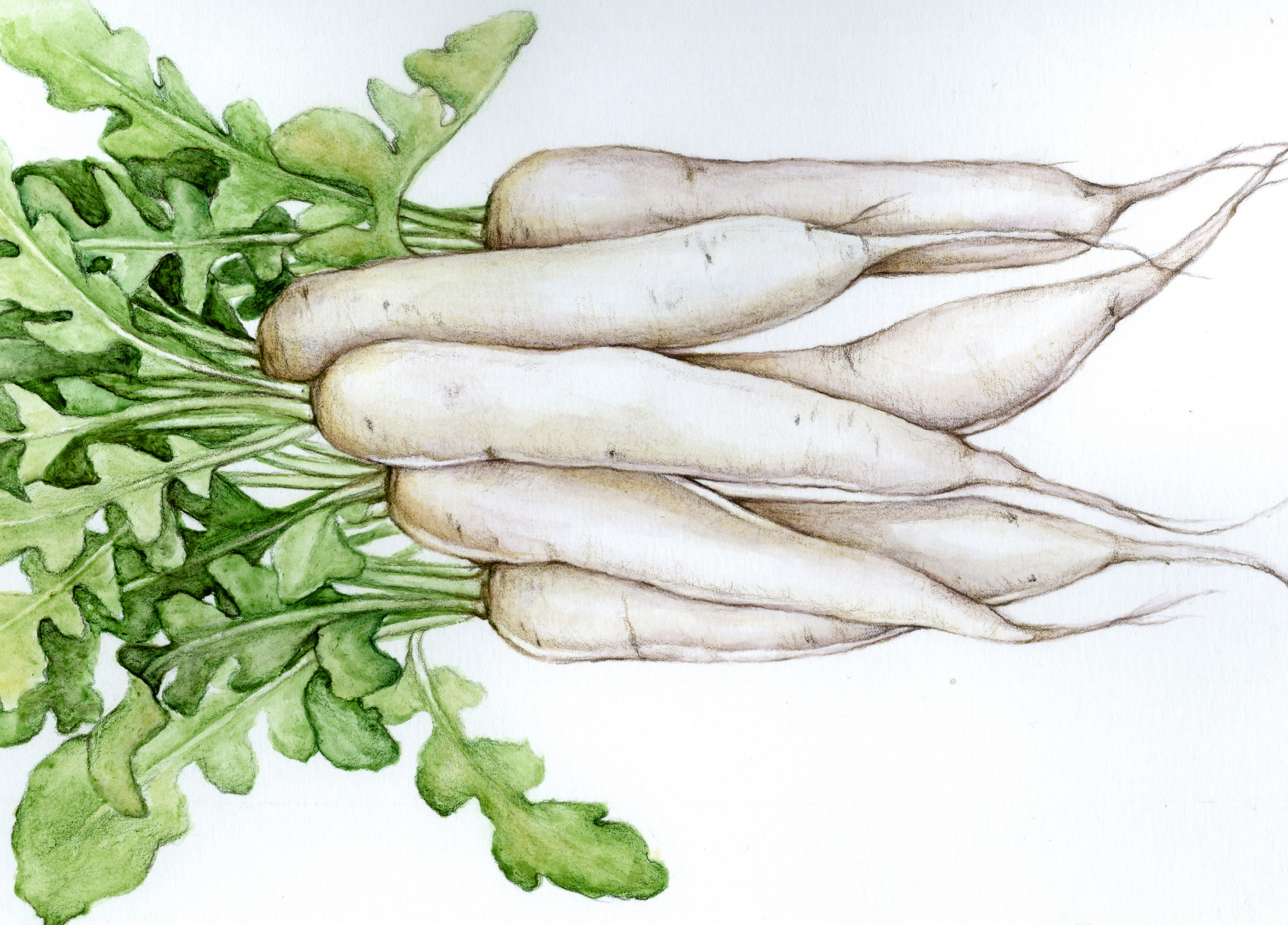 Daikon, Miyashige White Fall Radish, 4 g Southern Exposure Seed