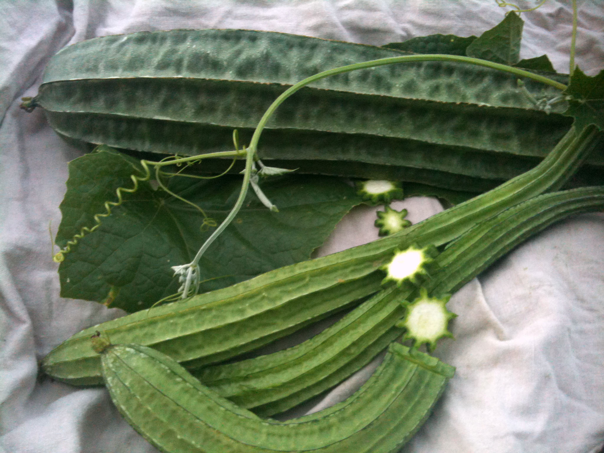 Ridged Luffa Edible Gourd, 3 g Southern Exposure Seed Exchange
