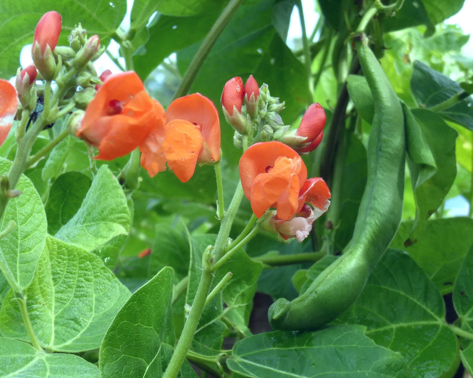 Scarlet Runner Bean 28 G Southern Exposure Seed Exchange Saving The