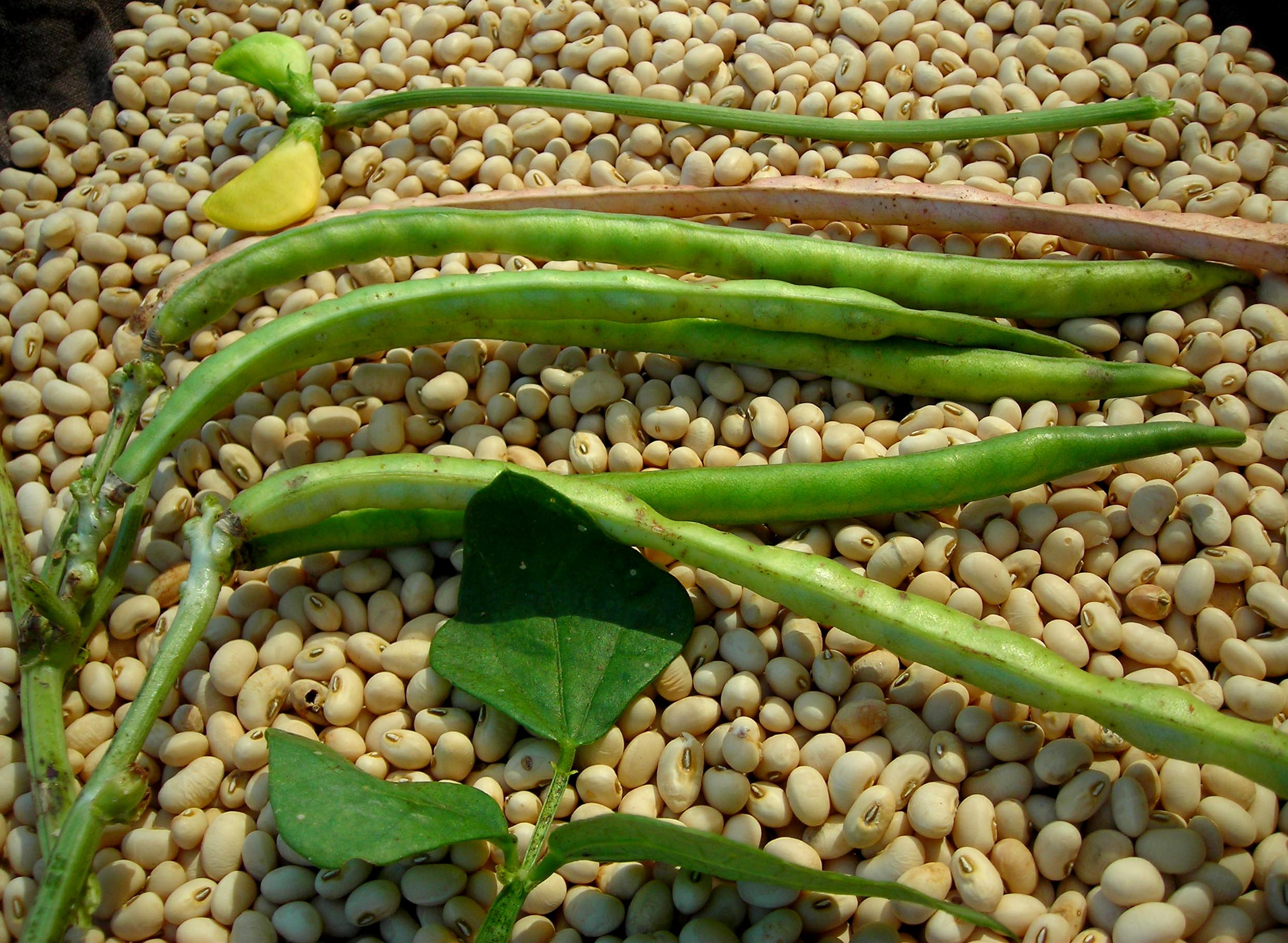 Fast Lady Northern Southern Pea (Cowpea), 28 g [16124] $2.75 : Southern Exposure Seed ...2484 x 1818