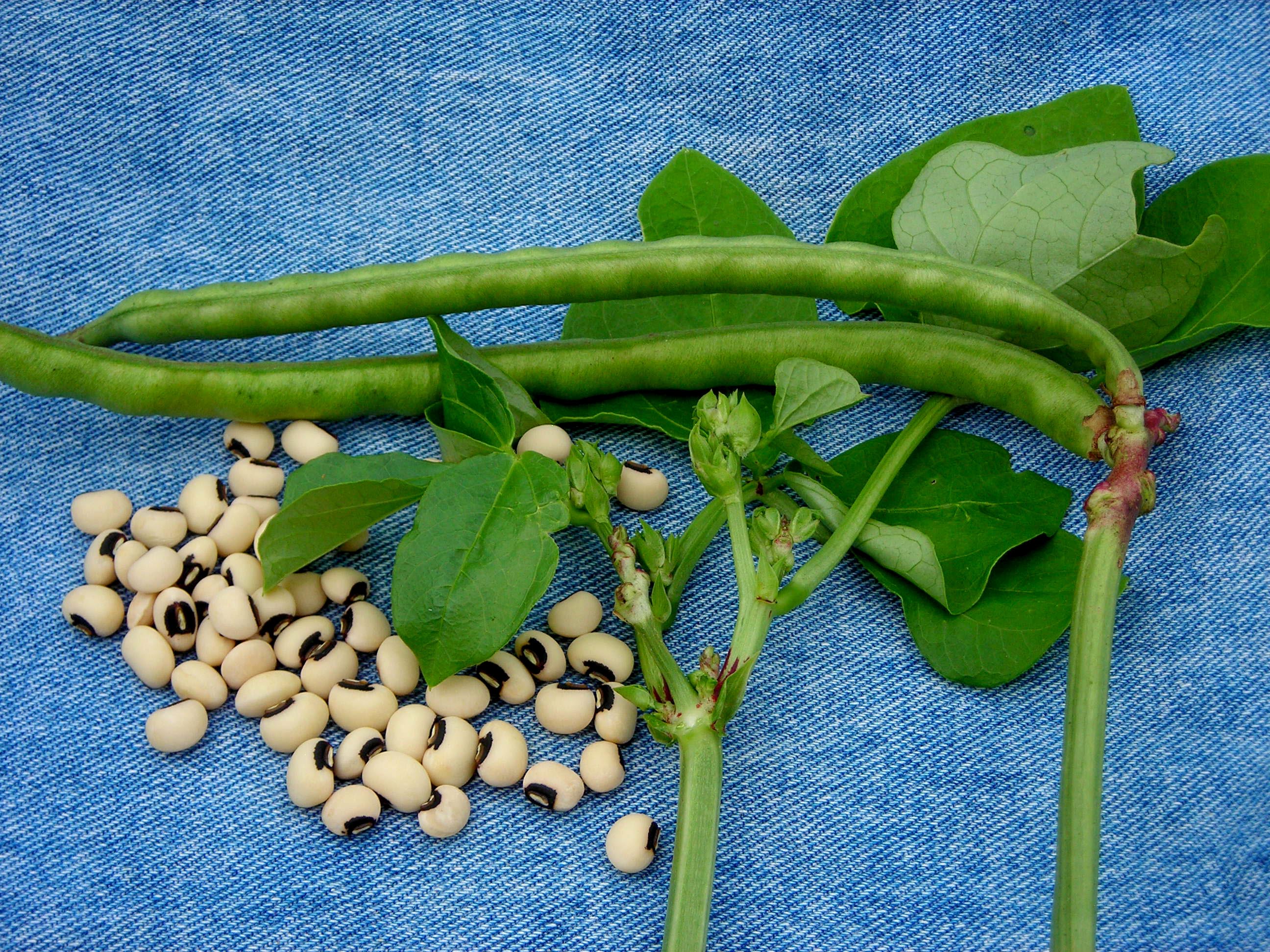 Queen Anne Blackeye Pea Southern Pea (Cowpea), 28 g [16103] $2.25