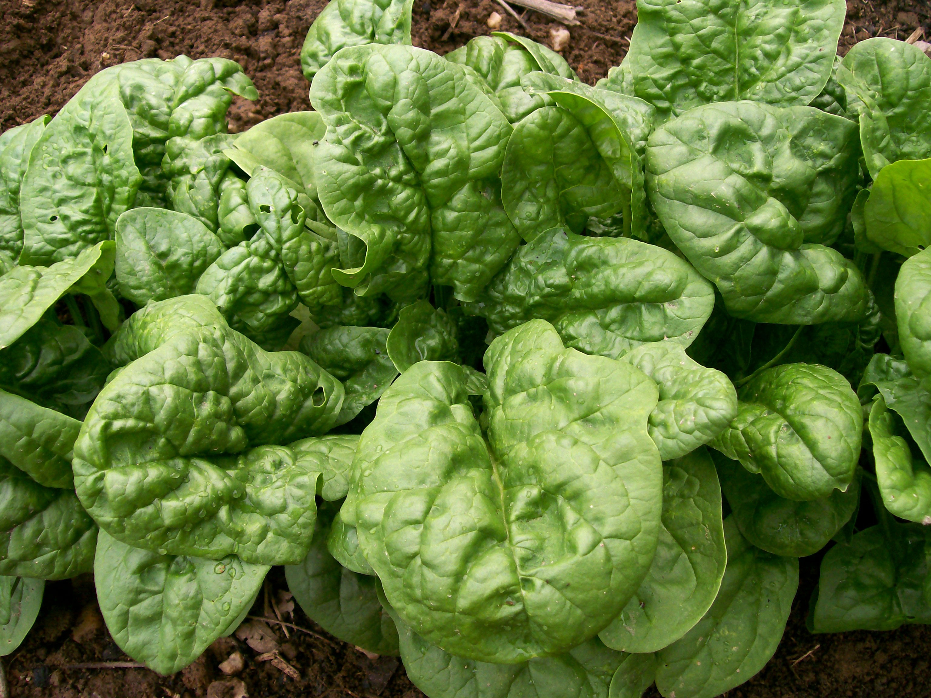 Long Standing Bloomsdale Spinach, 5 g Southern Exposure Seed Exchange