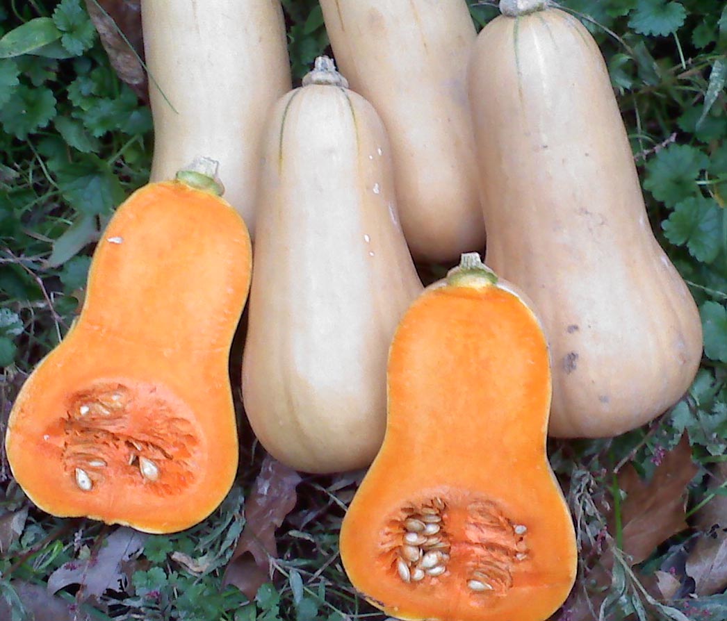 Burpee�s Butterbush Winter Squash, 3 g Southern Exposure
