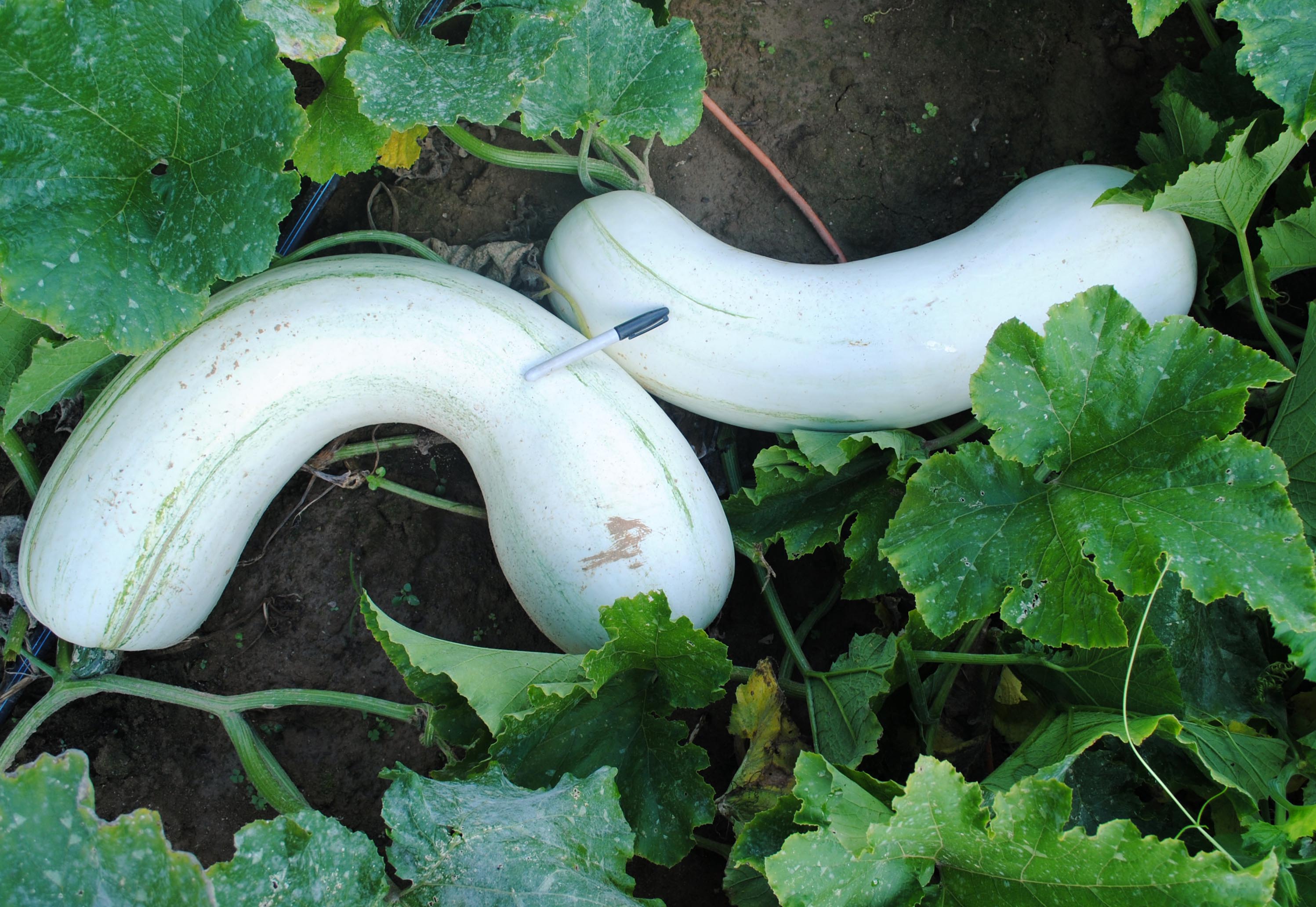 Illinois (White Crookneck Pumpkin) Winter Squash, 4 g Southern