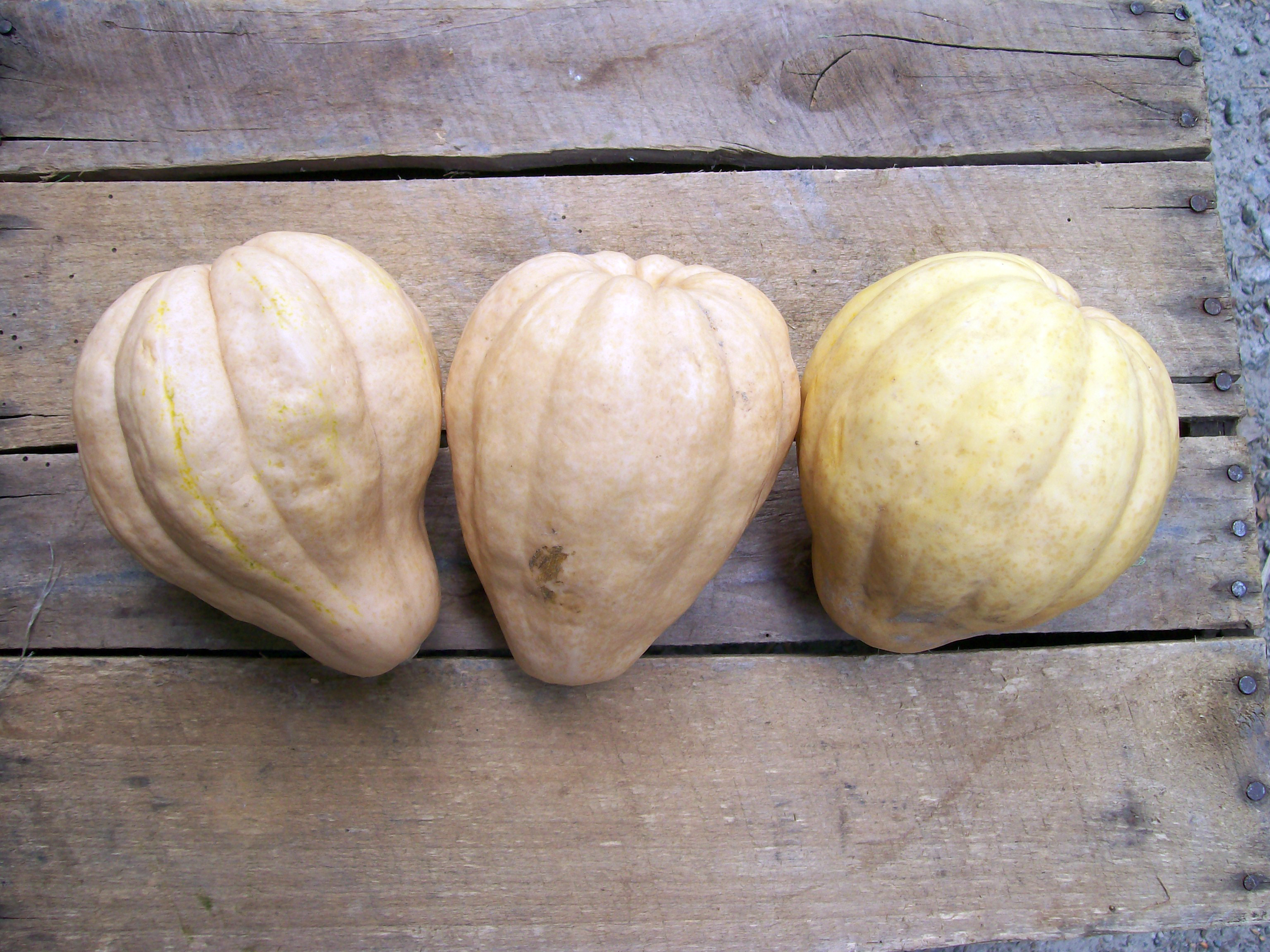 sweet potato acorn squash casserole sweet potato acorn squash casserole