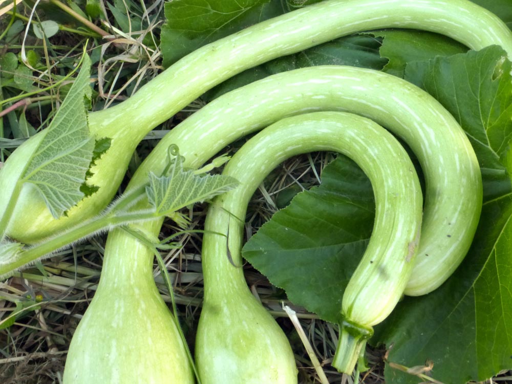 Tromboncino Summer Squash, 3 g : Southern Exposure Seed Exchange