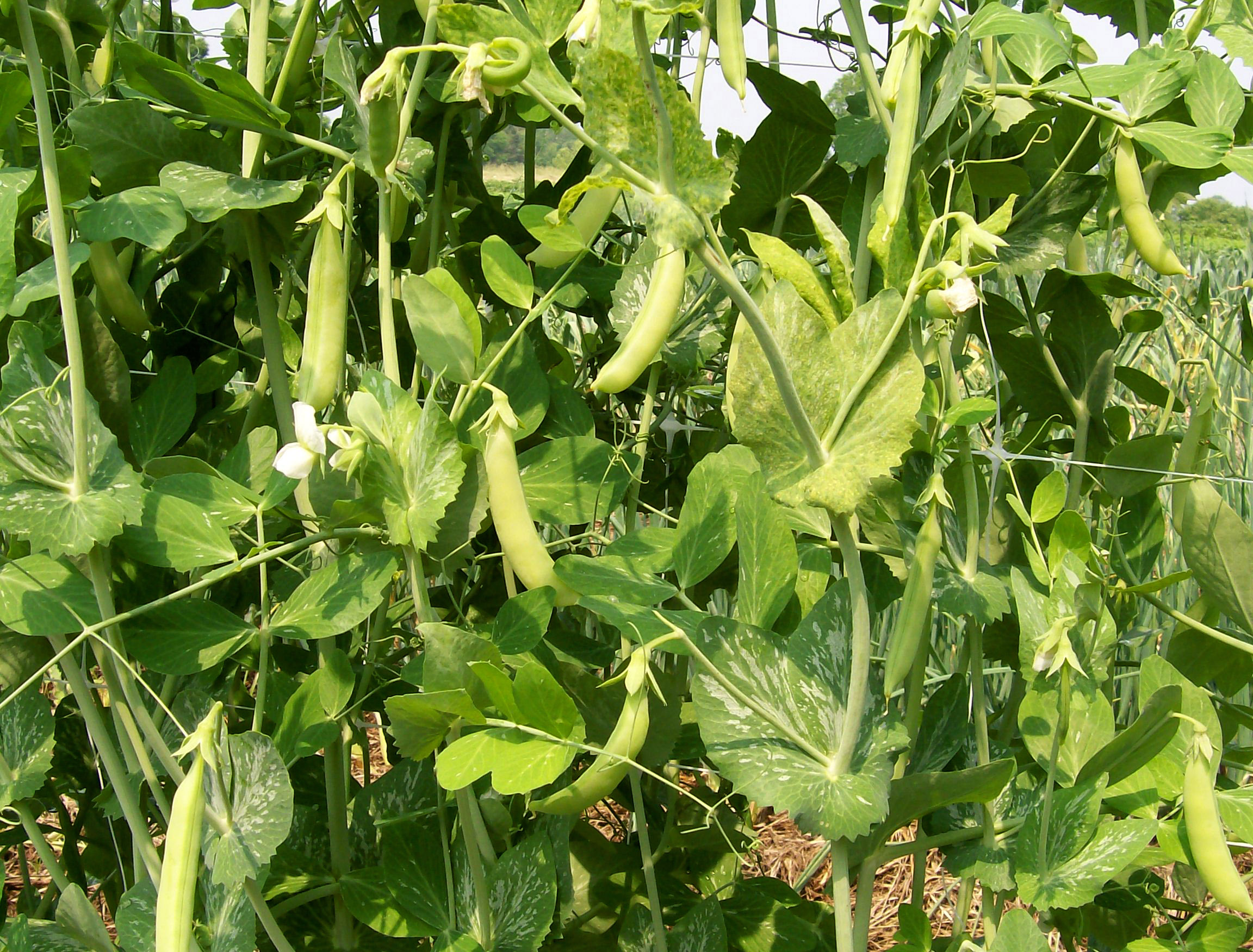 Sugar Snap Tall Snap Pea, 28 g : Southern Exposure Seed Exchange