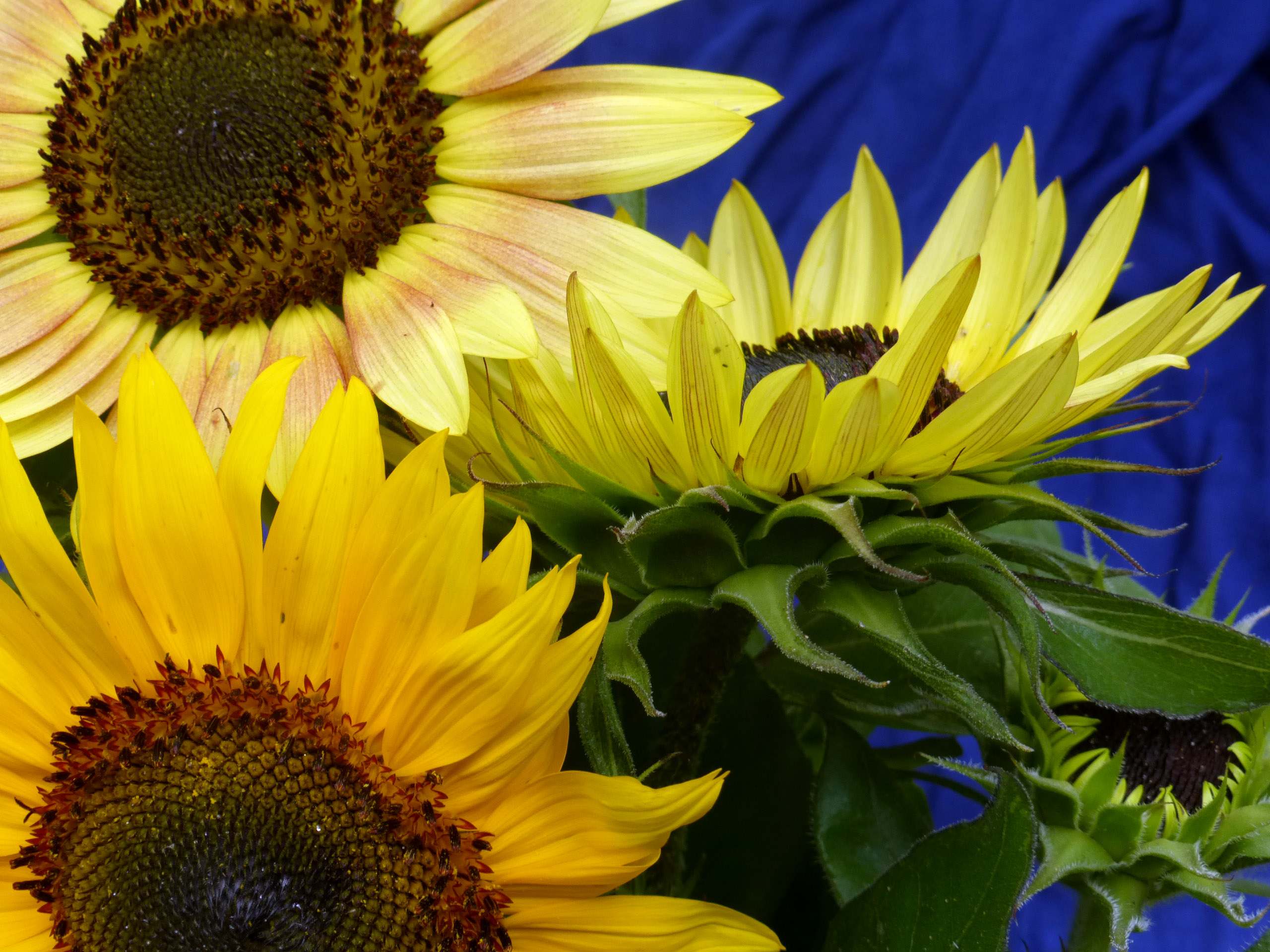 Autumn Beauty Sunflower, 4 g : Southern Exposure Seed Exchange, Saving