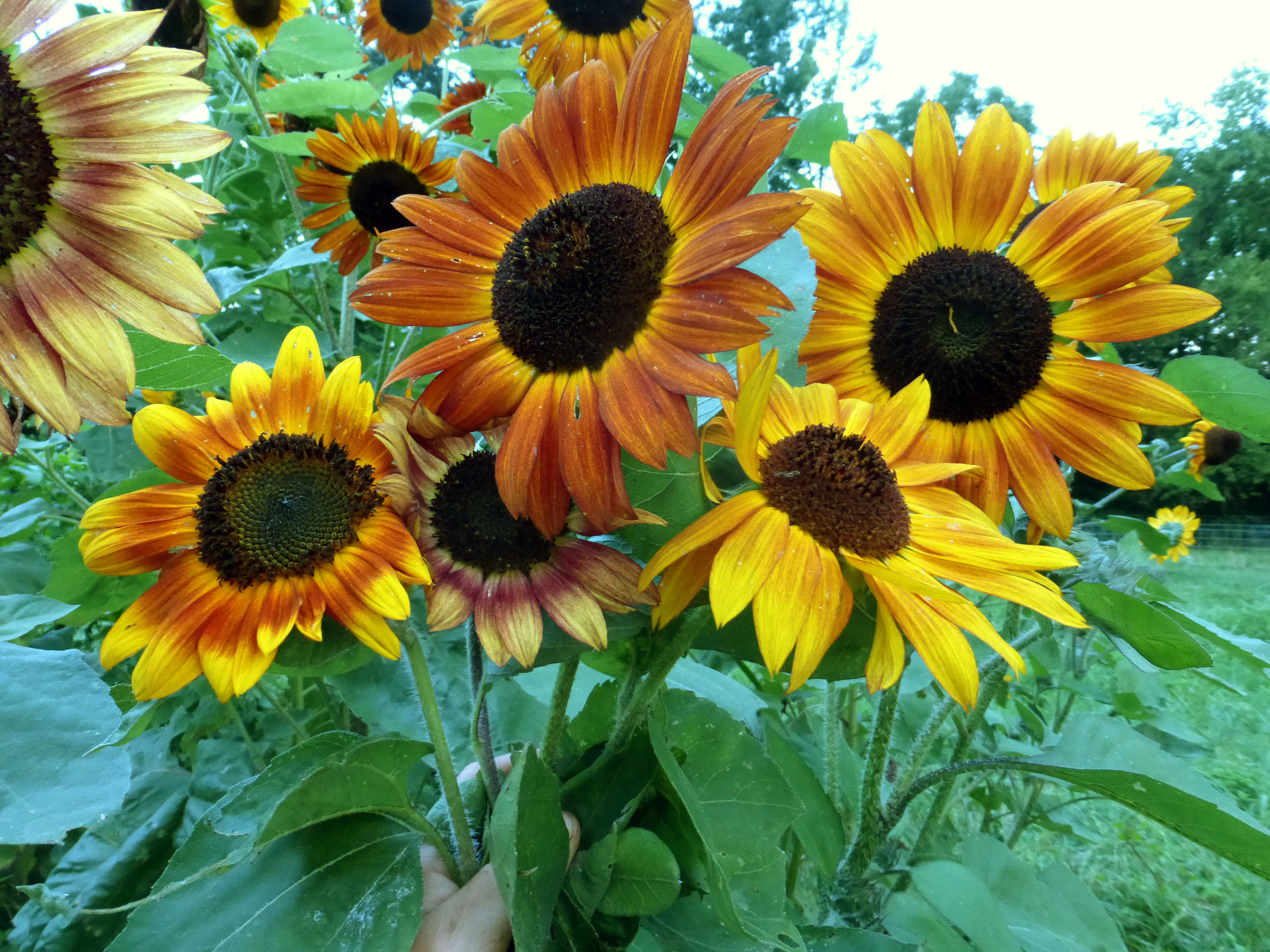 Sunflower Queen. Sunflower Queen with Sunflowers. Sun flower отзывы