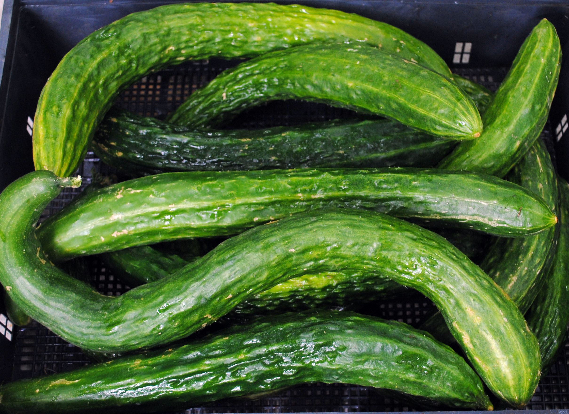 35 Best Cucumber Varieties You Can Grow At Home | Gardenoid