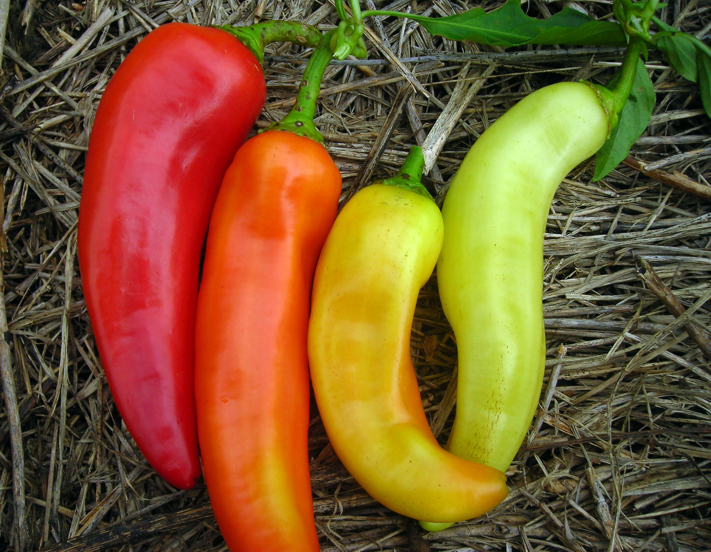 Sweet Banana Peppers: A Culinary Delight with Health Benefits and Versatile Applications