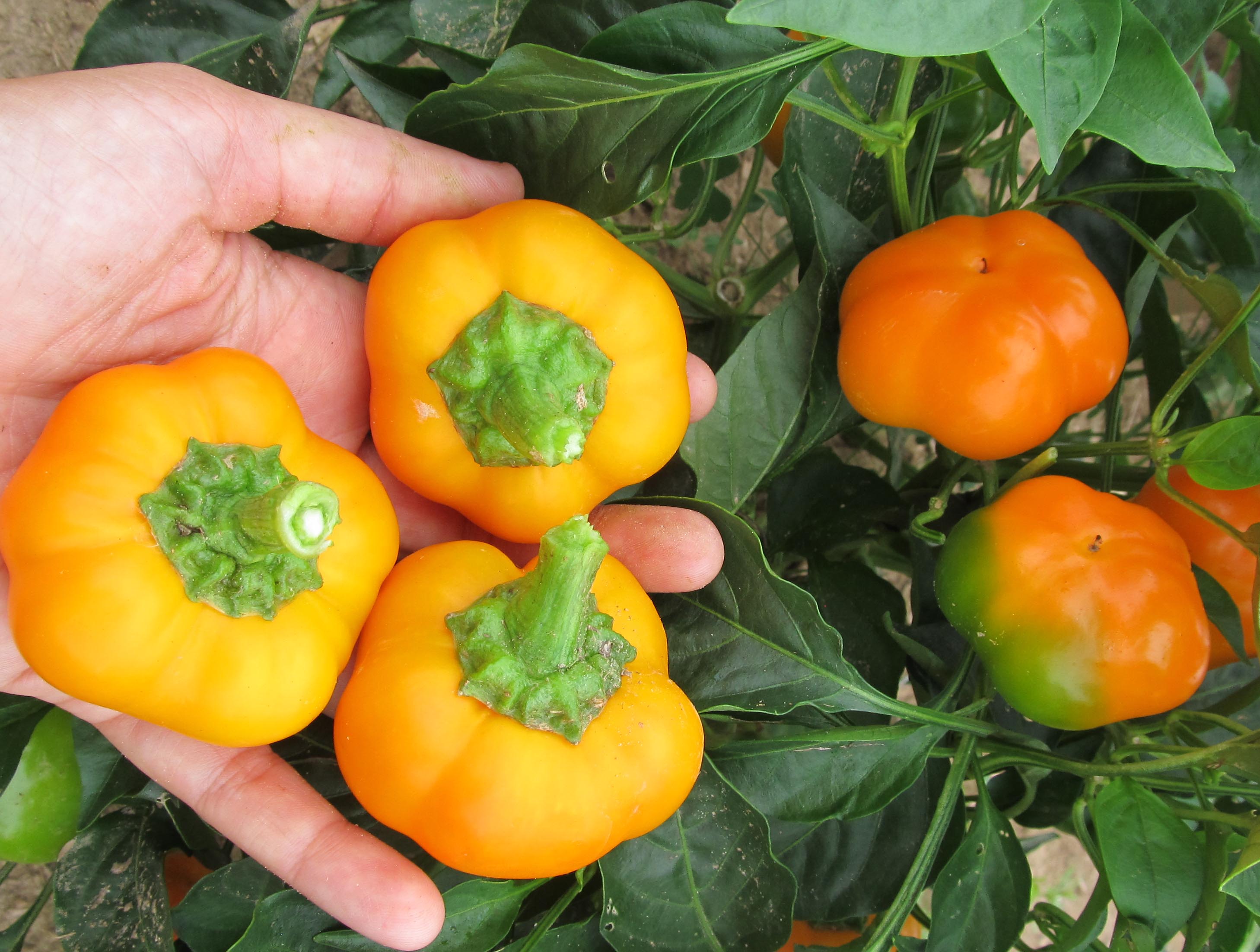 heirloom poivron seed amfora brzi pregled