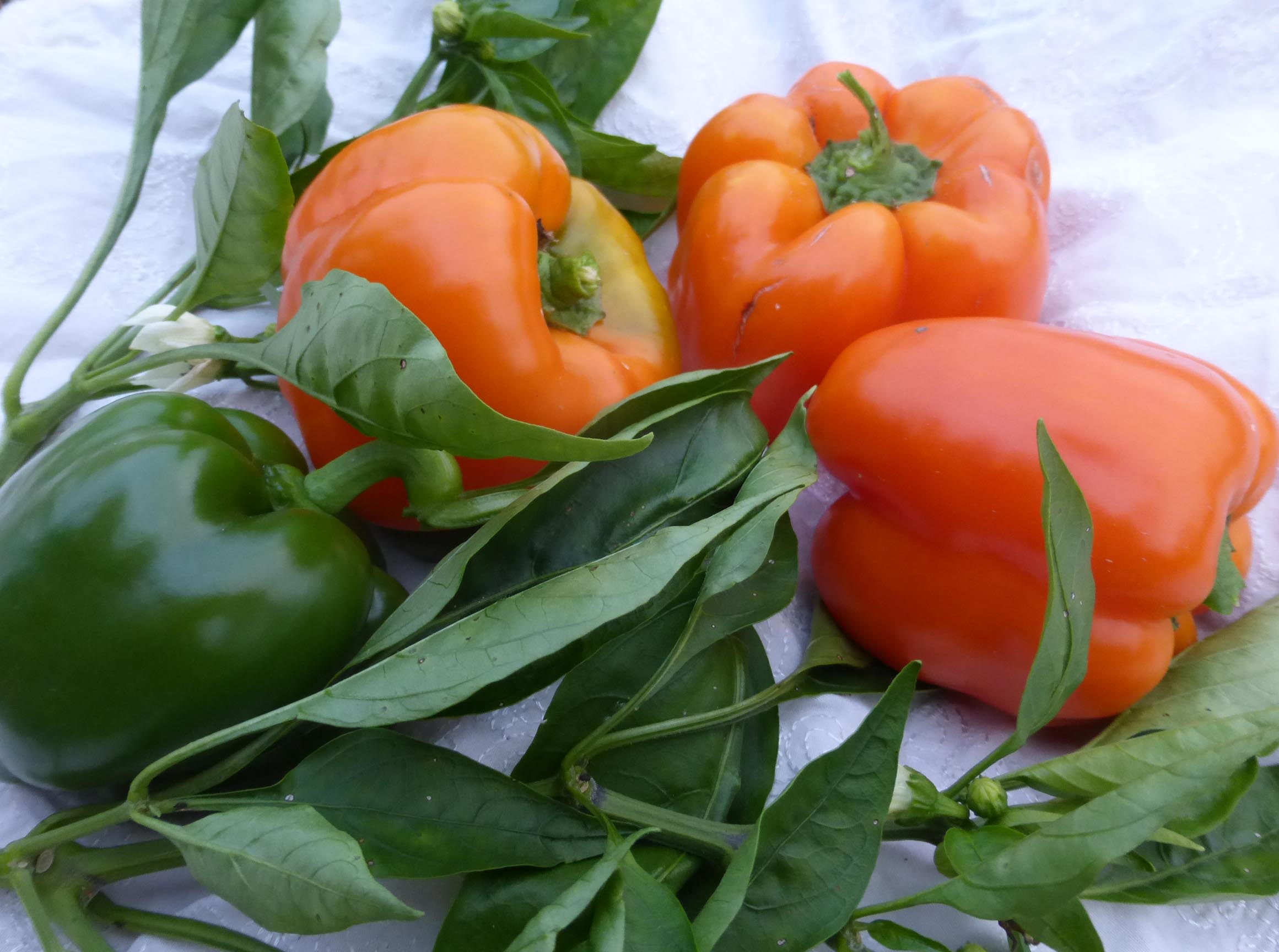 Orange Bell Sweet Bell Pepper, 0.3 g : Southern Exposure Seed Exchange