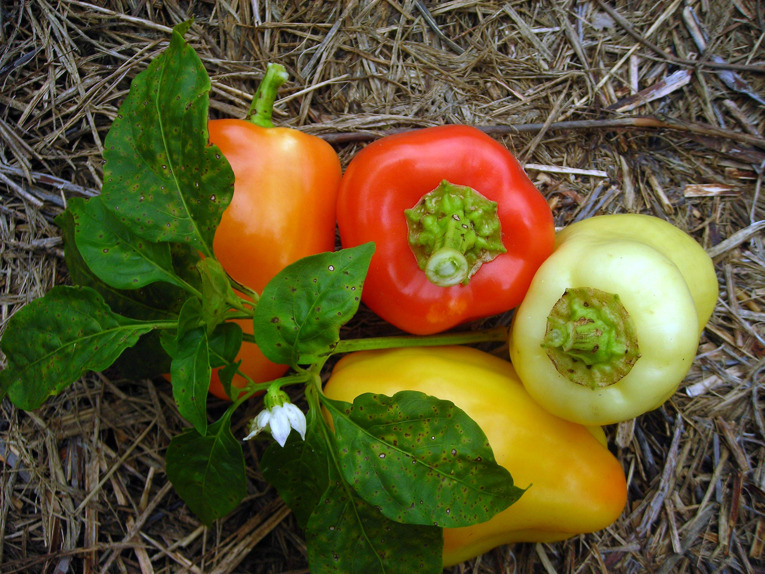 Yellow Belle Sweet Bell Pepper, 0.3 g Southern Exposure Seed Exchange