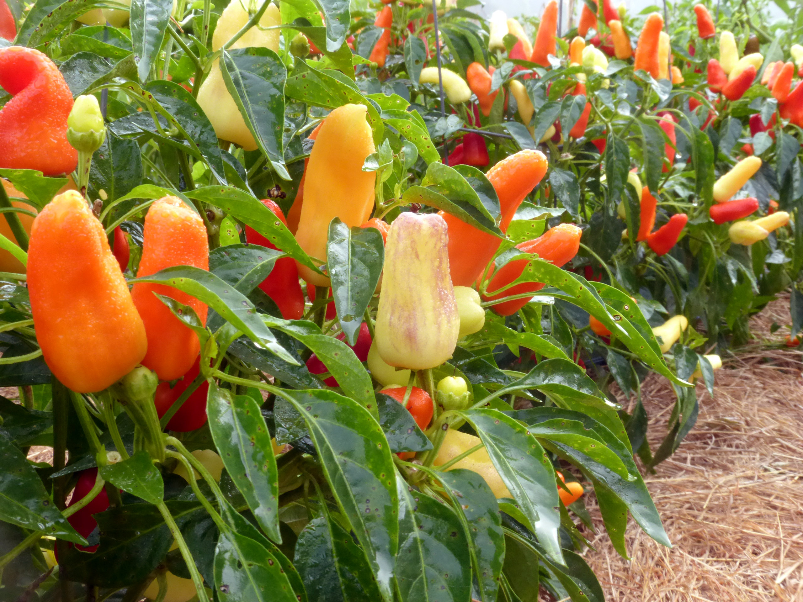 Sweet Pickle (Christmas Tree) Pepper, 0.3 g Southern