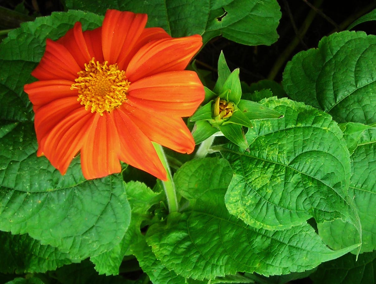 Tithonia, Red Torch (Mexican Sunflower), 0.5 g Southern