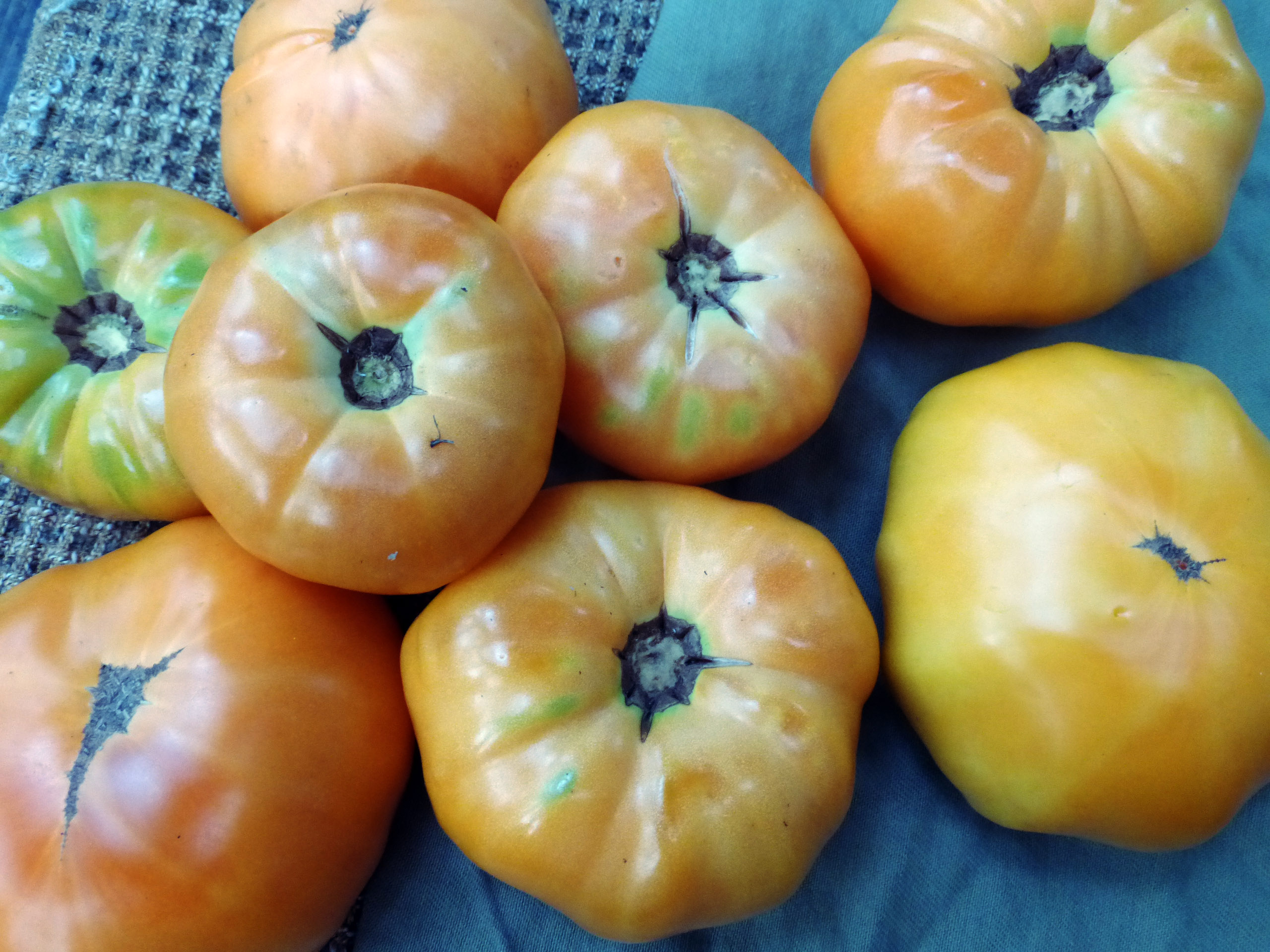 Barnes Mountain Orange Tomato, 0.16 g : Southern Exposure Seed Exchange