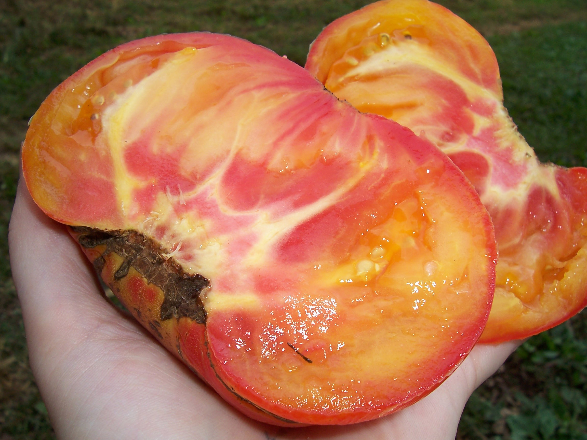 Big Rainbow Tomato, 0.16 g : Southern Exposure Seed Exchange, Saving