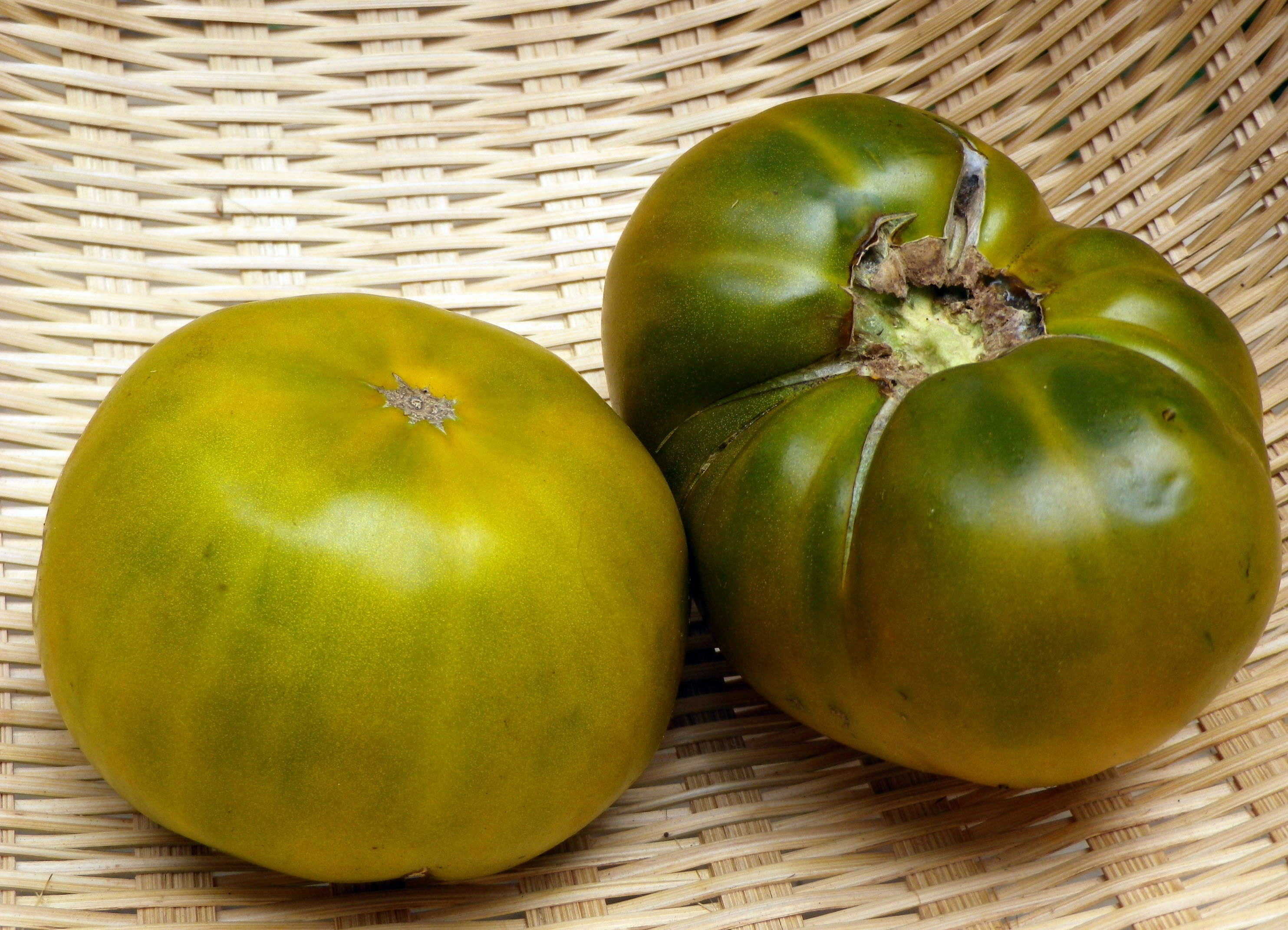 Cherokee Green Tomato, 0.16 g : Southern Exposure Seed Exchange, Saving