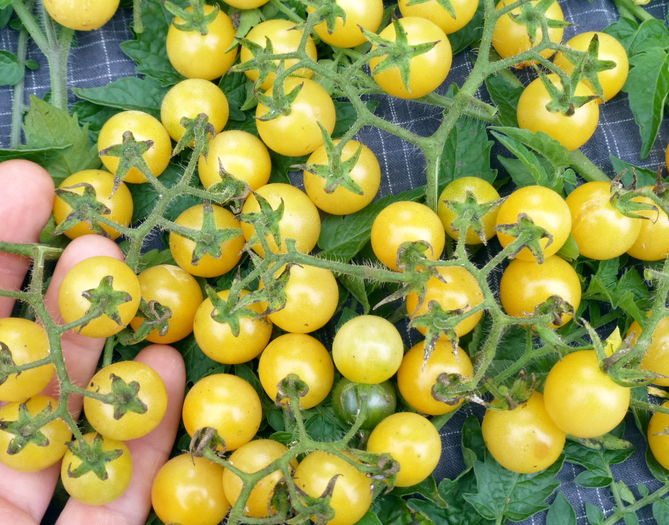 Coyote Cherry Tomato, 0.08 g : Southern Exposure Seed Exchange, Saving
