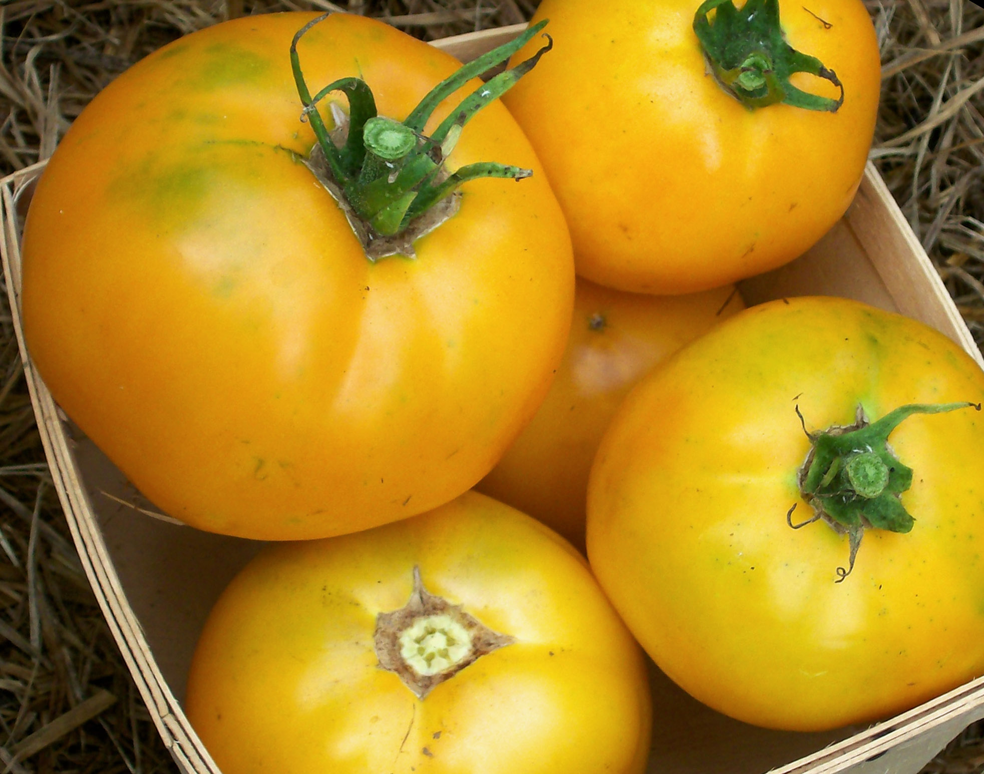 Djena Lee's Golden Girl Tomato, 0.16 g : Southern Exposure Seed