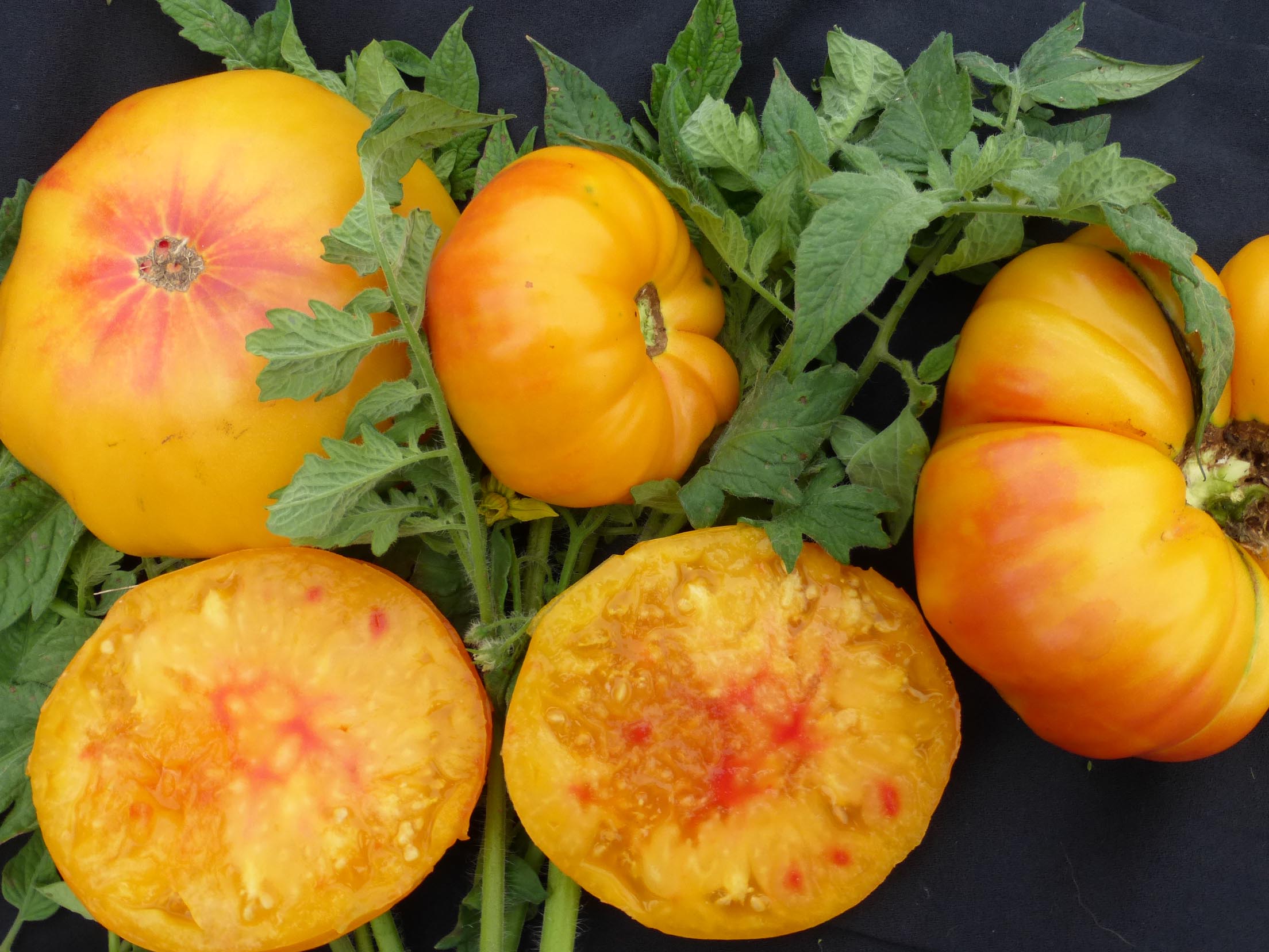 Streak Tomato, 0.16 g Southern Exposure Seed
