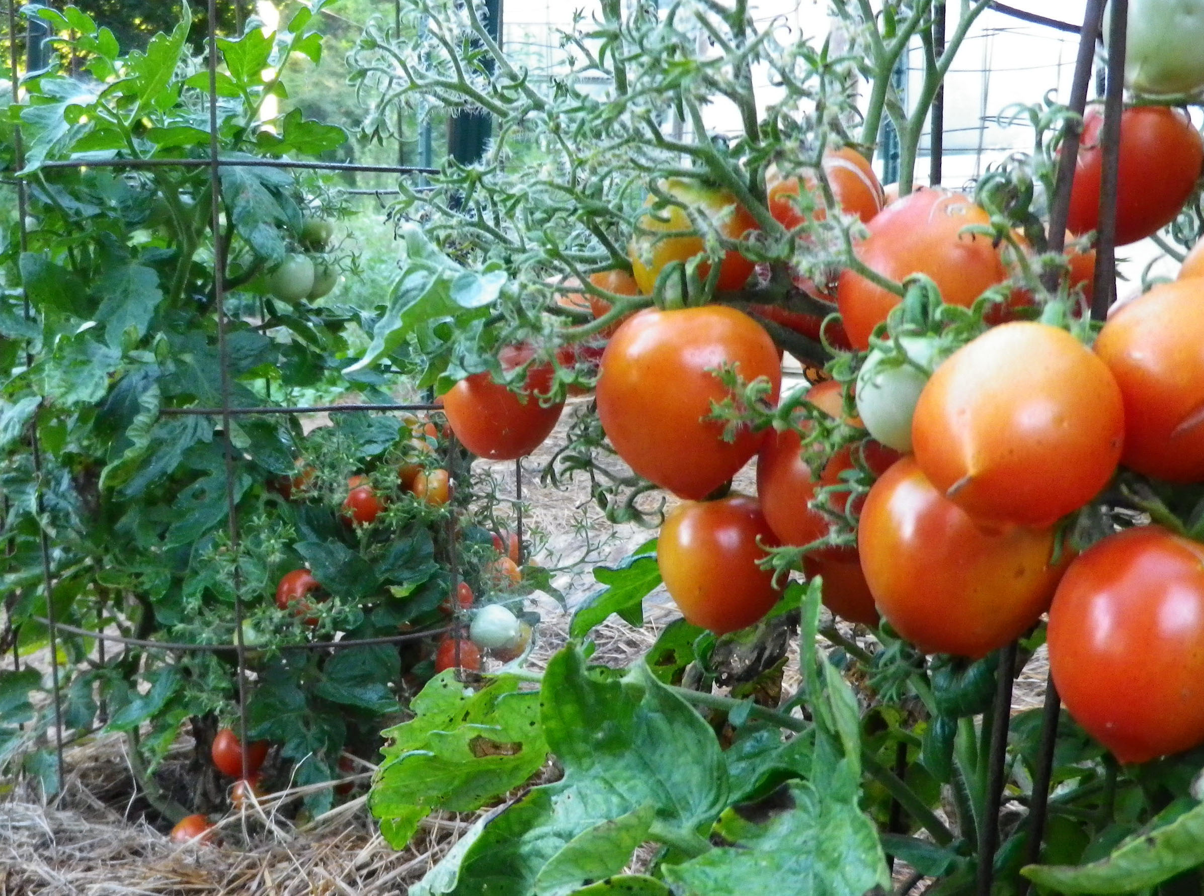 Geranium Kiss Tomato, 0.08 g Southern Exposure Seed