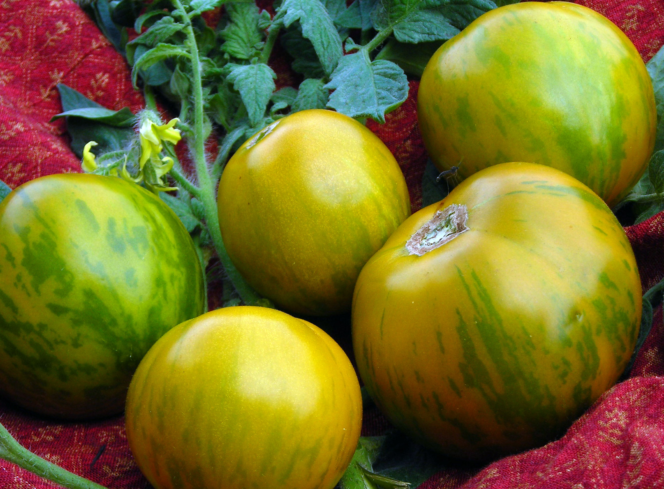Green Zebra Tomato, 0.16 g : Southern Exposure Seed Exchange, Saving