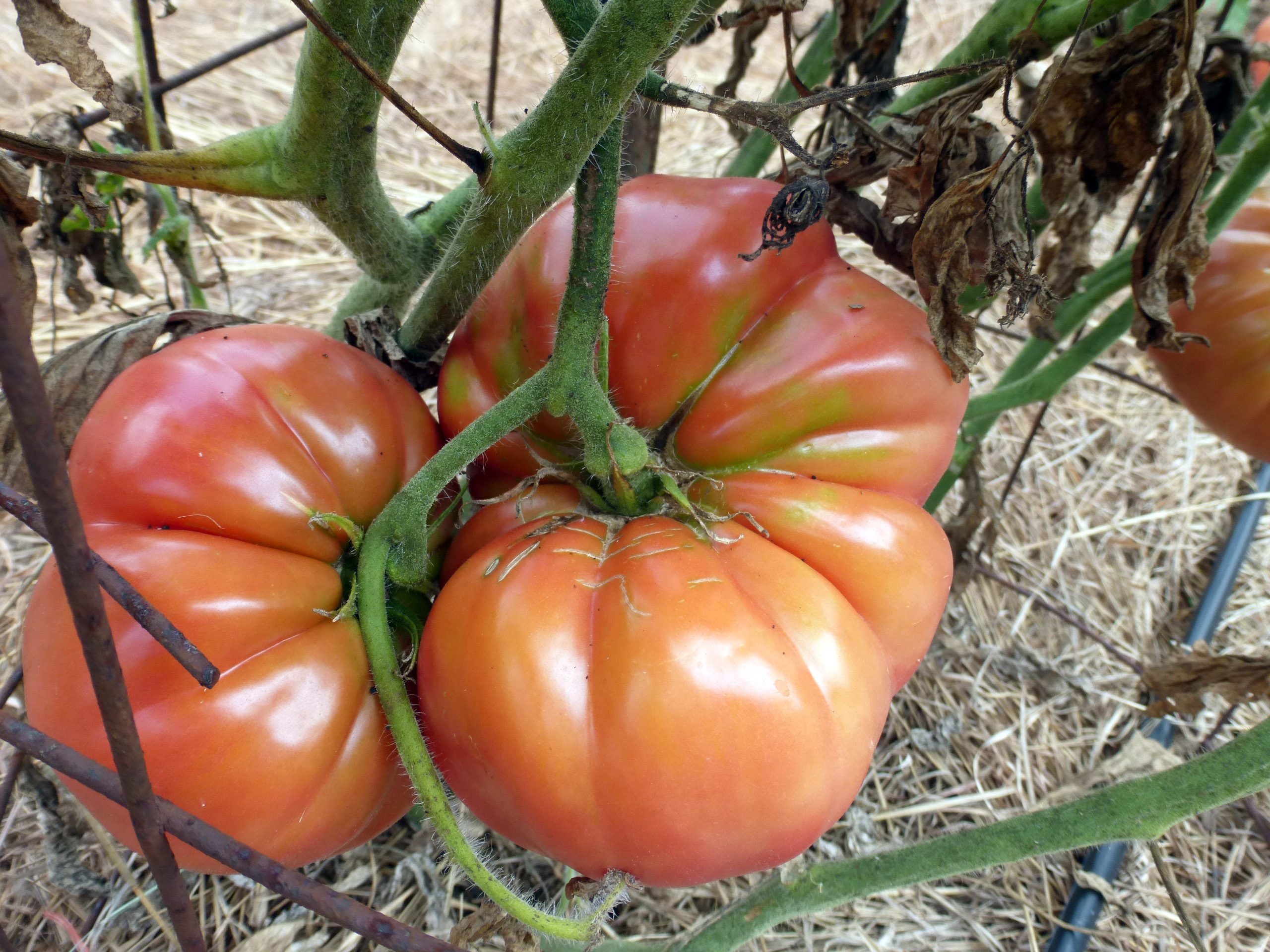 Kentucky Pink Stamper Tomato, 0.16 g Southern Exposure Seed Exchange