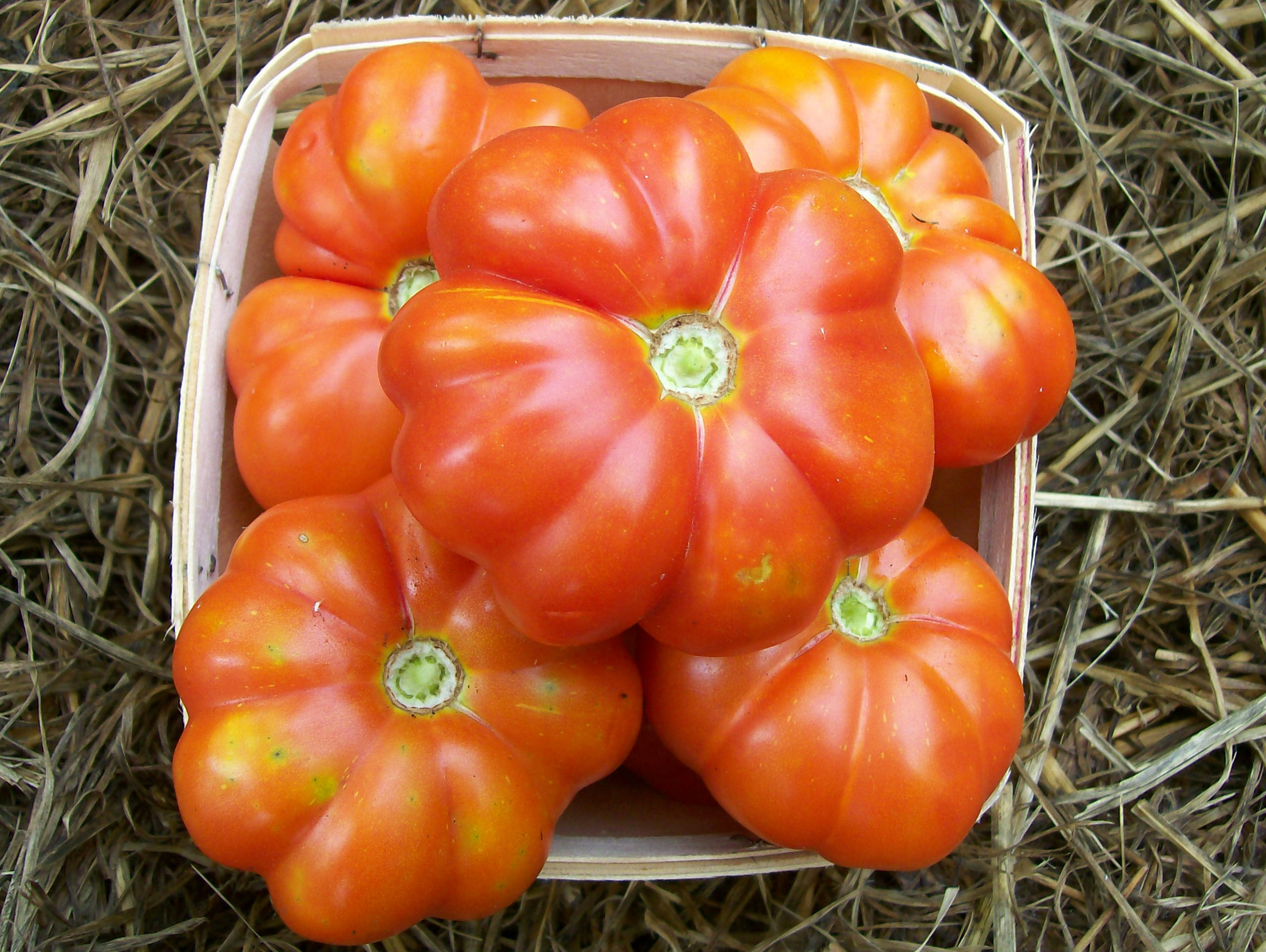 Large Red Tomato, 0.16 g : Southern Exposure Seed Exchange ...