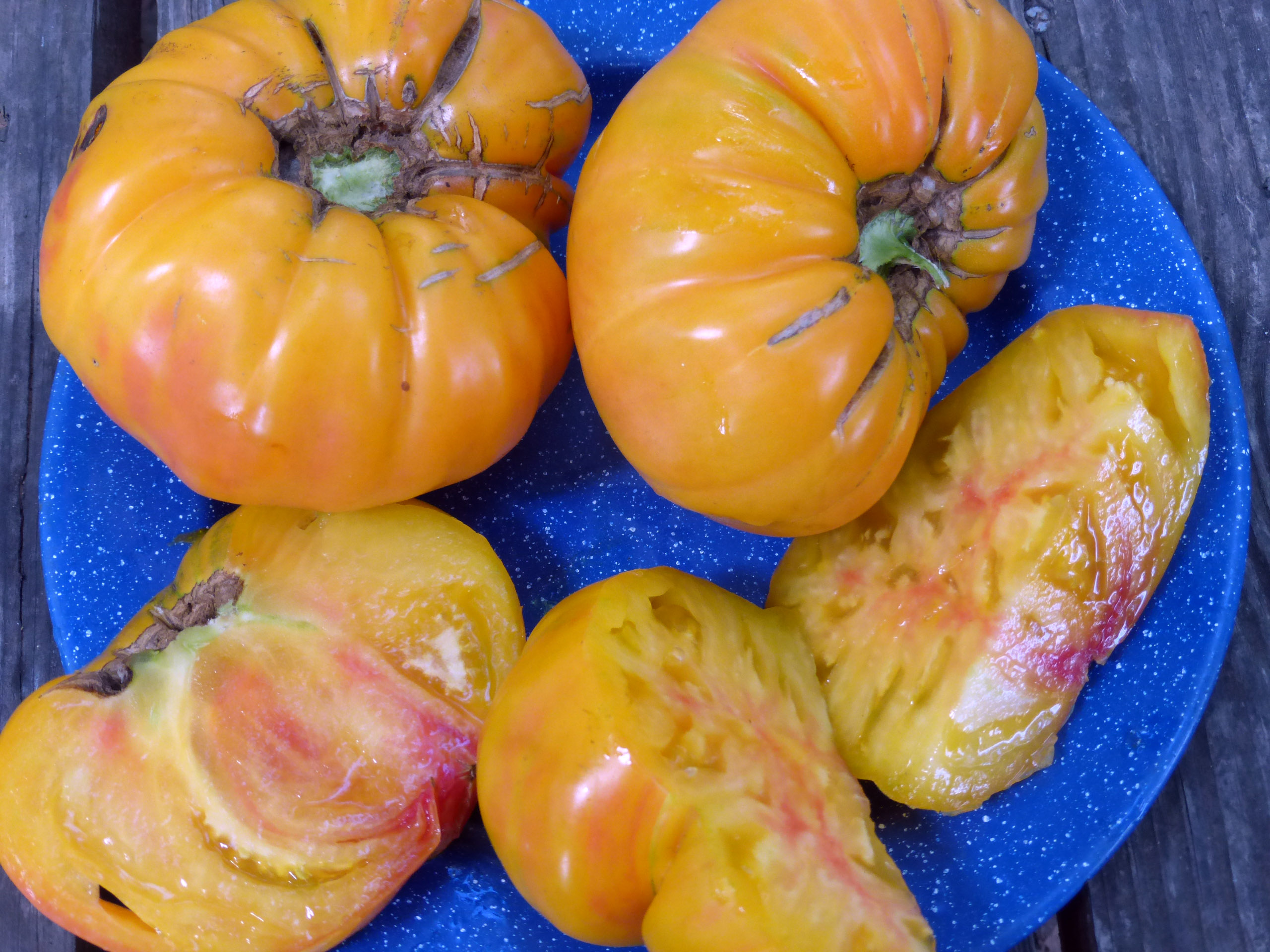 Old German Tomato, 0.16 g : Southern Exposure Seed Exchange, Saving the