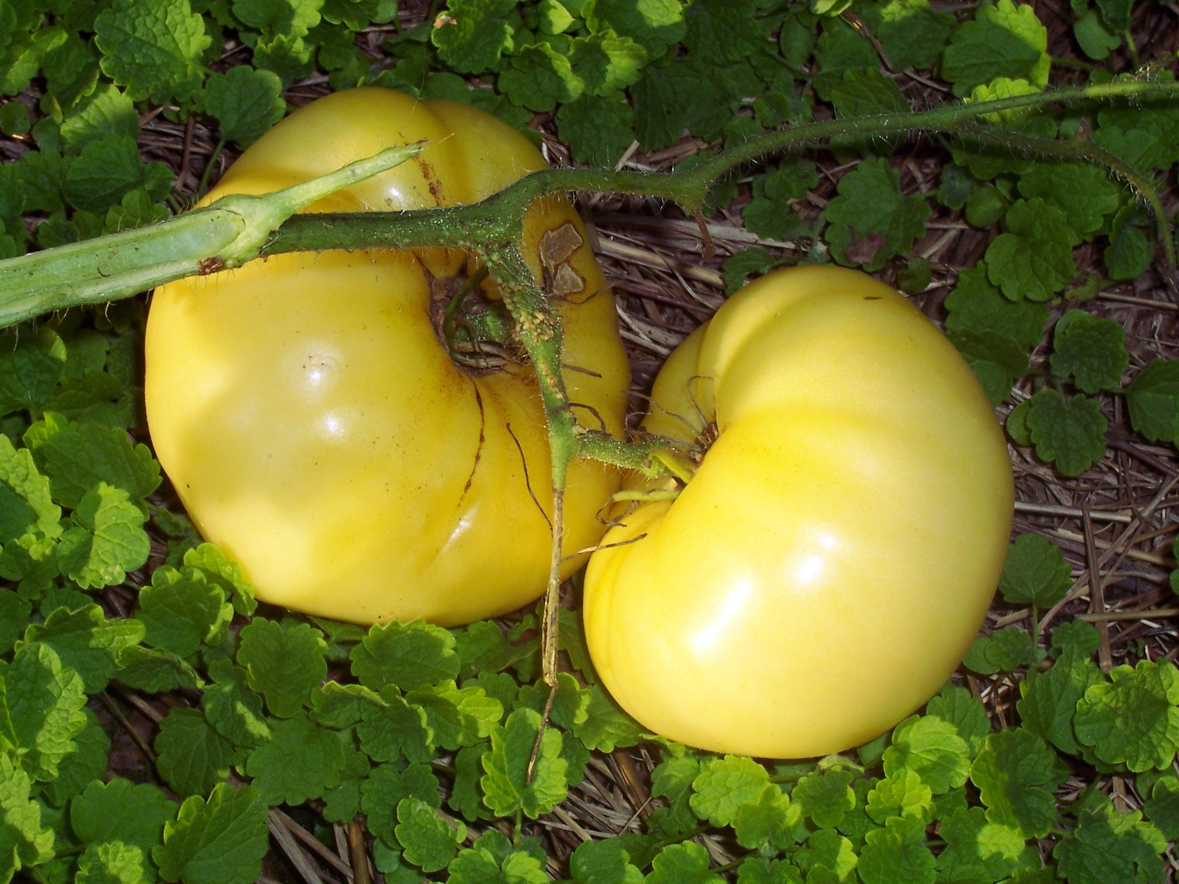 White Wonder Tomato, 0.16 g Southern Exposure Seed
