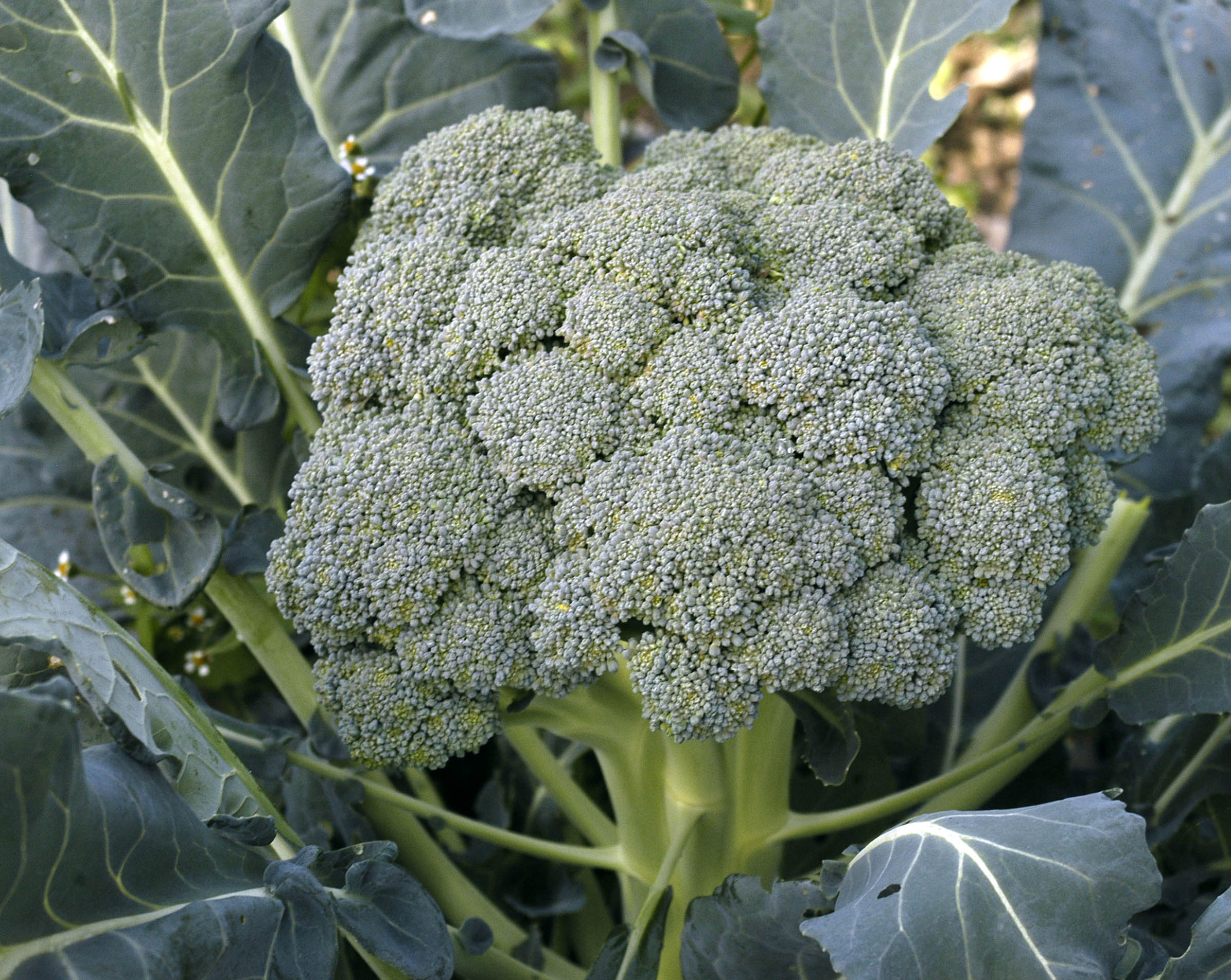 Waltham 29 Broccoli, 2 g : Southern Exposure Seed Exchange, Saving the