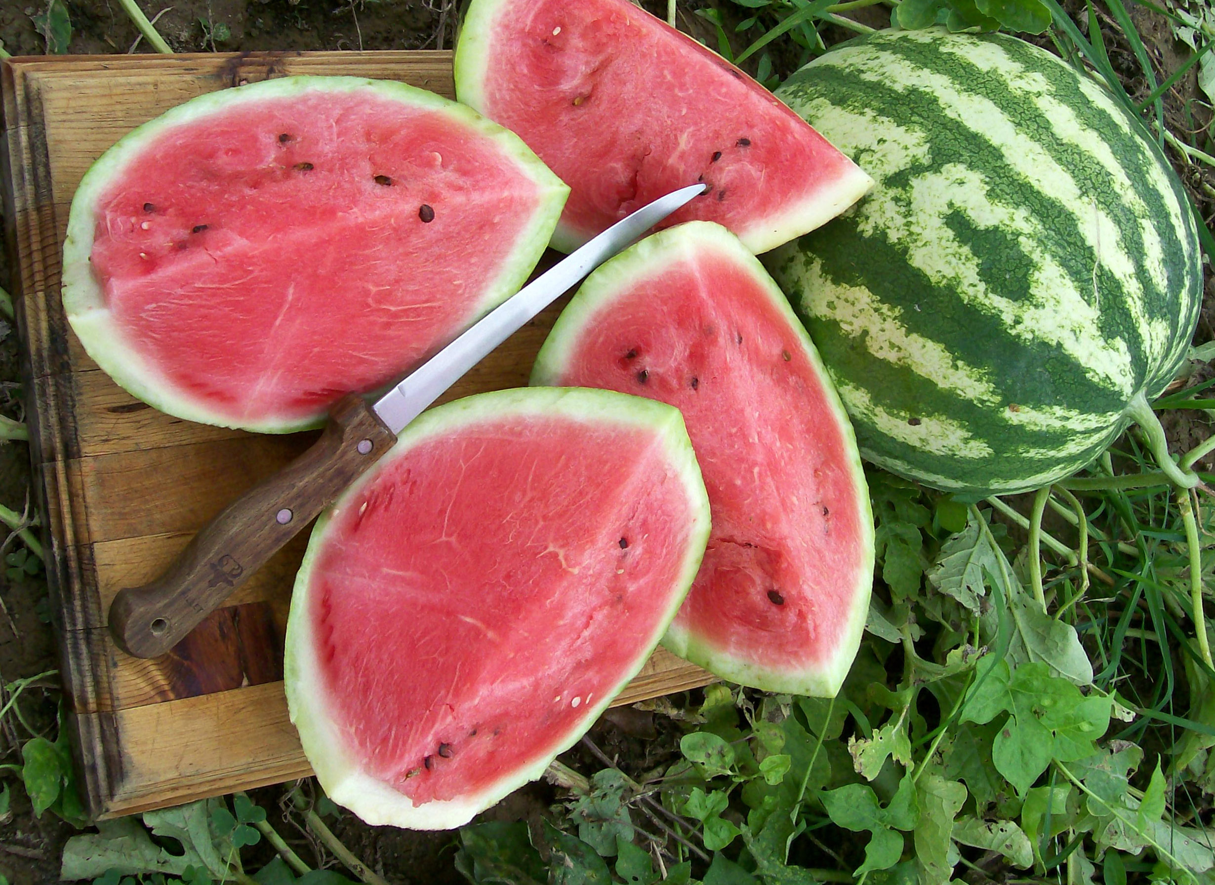 Crimson Sweet Watermelon, 2 g : Southern Exposure Seed Exchange, Saving