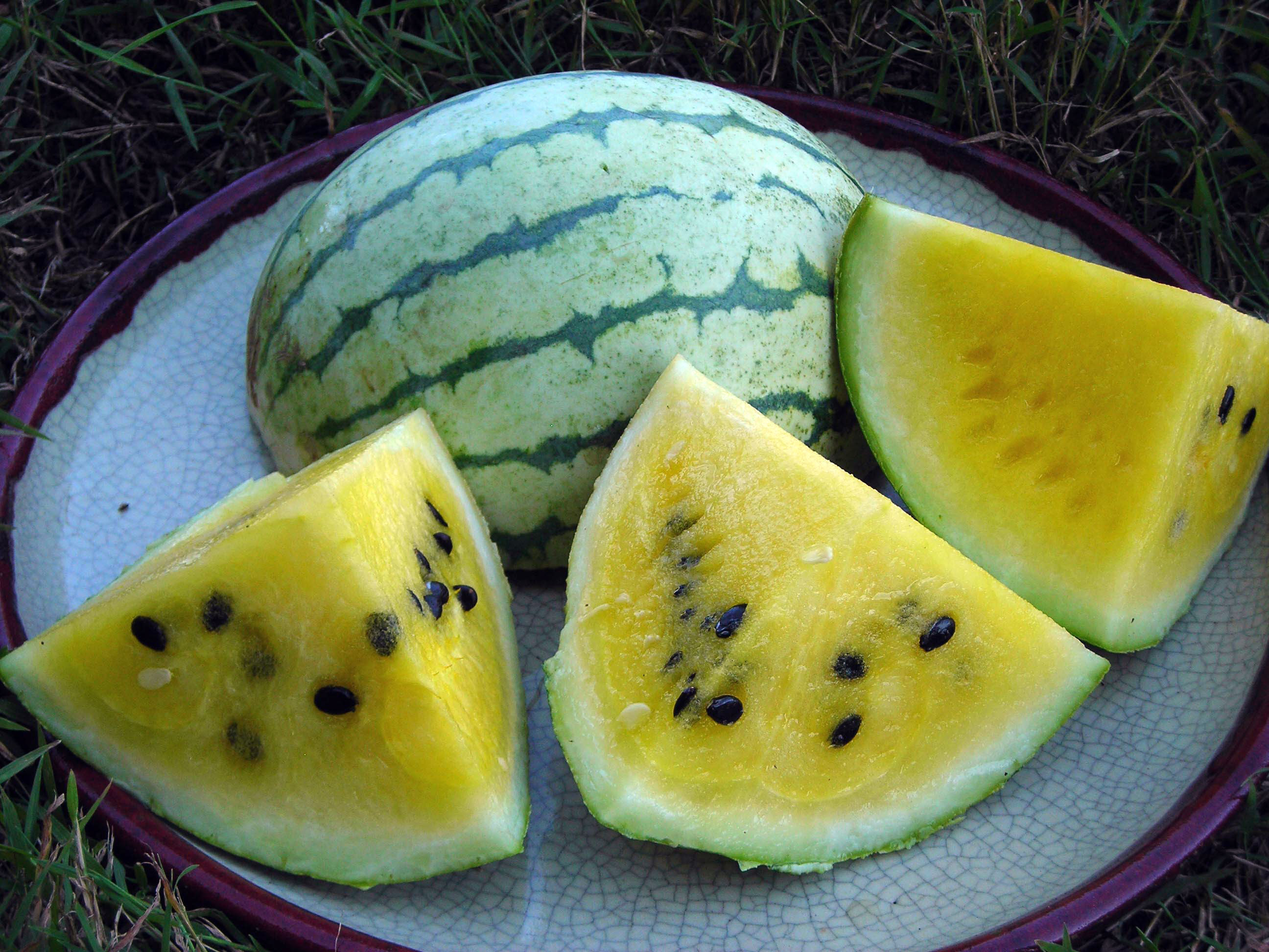Early Moonbeam Watermelon, 2 g : Southern Exposure Seed 