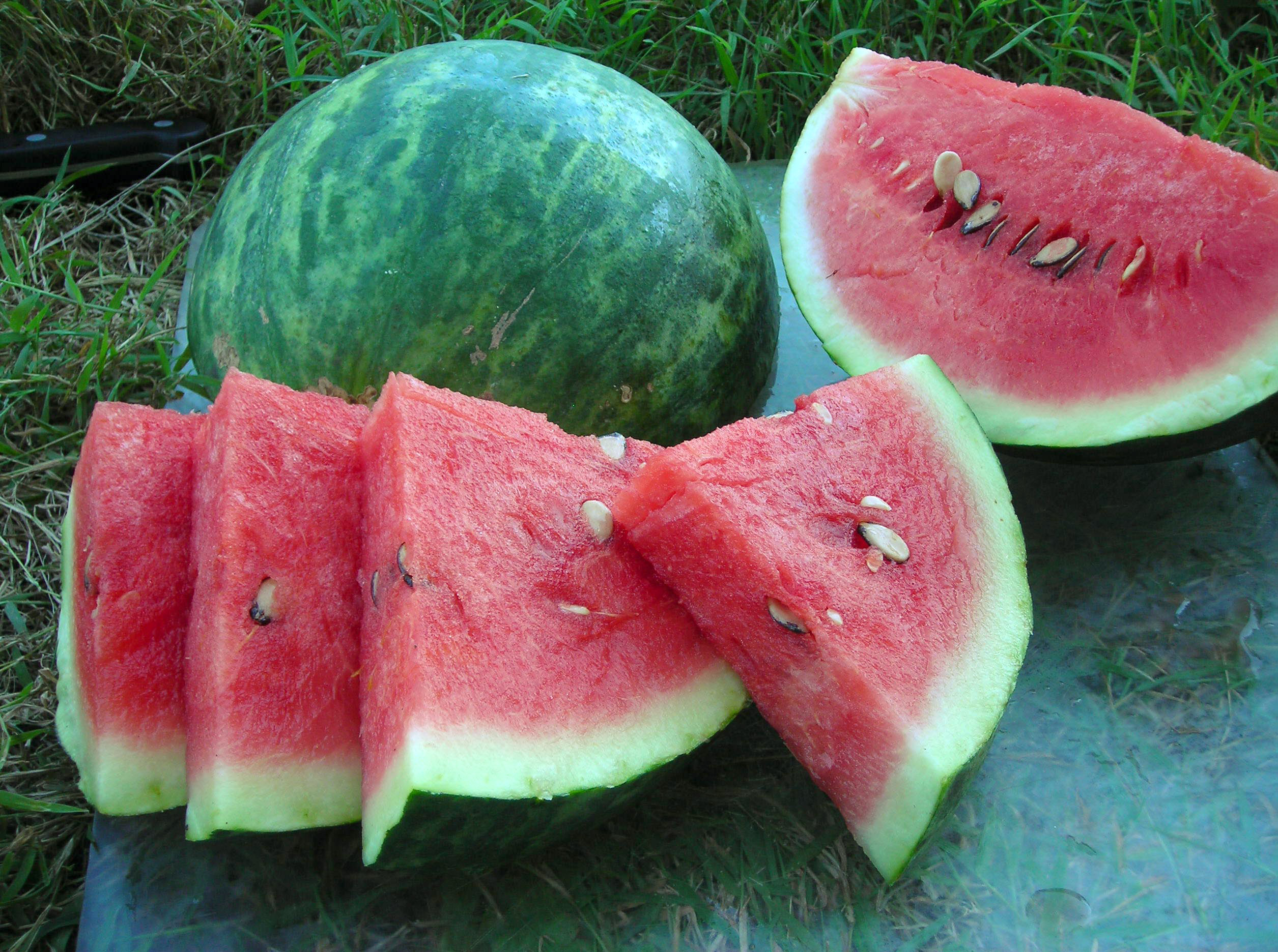Wilson Sweet Watermelon, 2 g : Southern Exposure Seed Exchange, Saving
