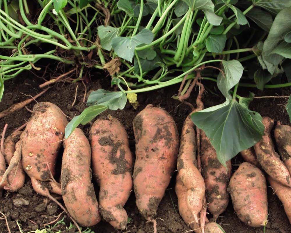 Potato Seed Spacing Chart