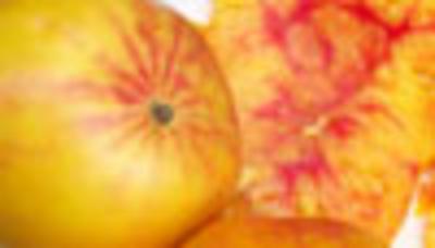 Category Image for Bicolor Tomatoes