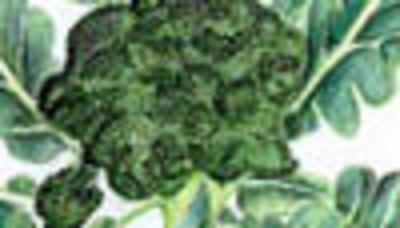 Category Image for Broccoli