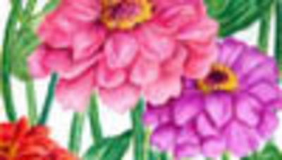 Zinnias